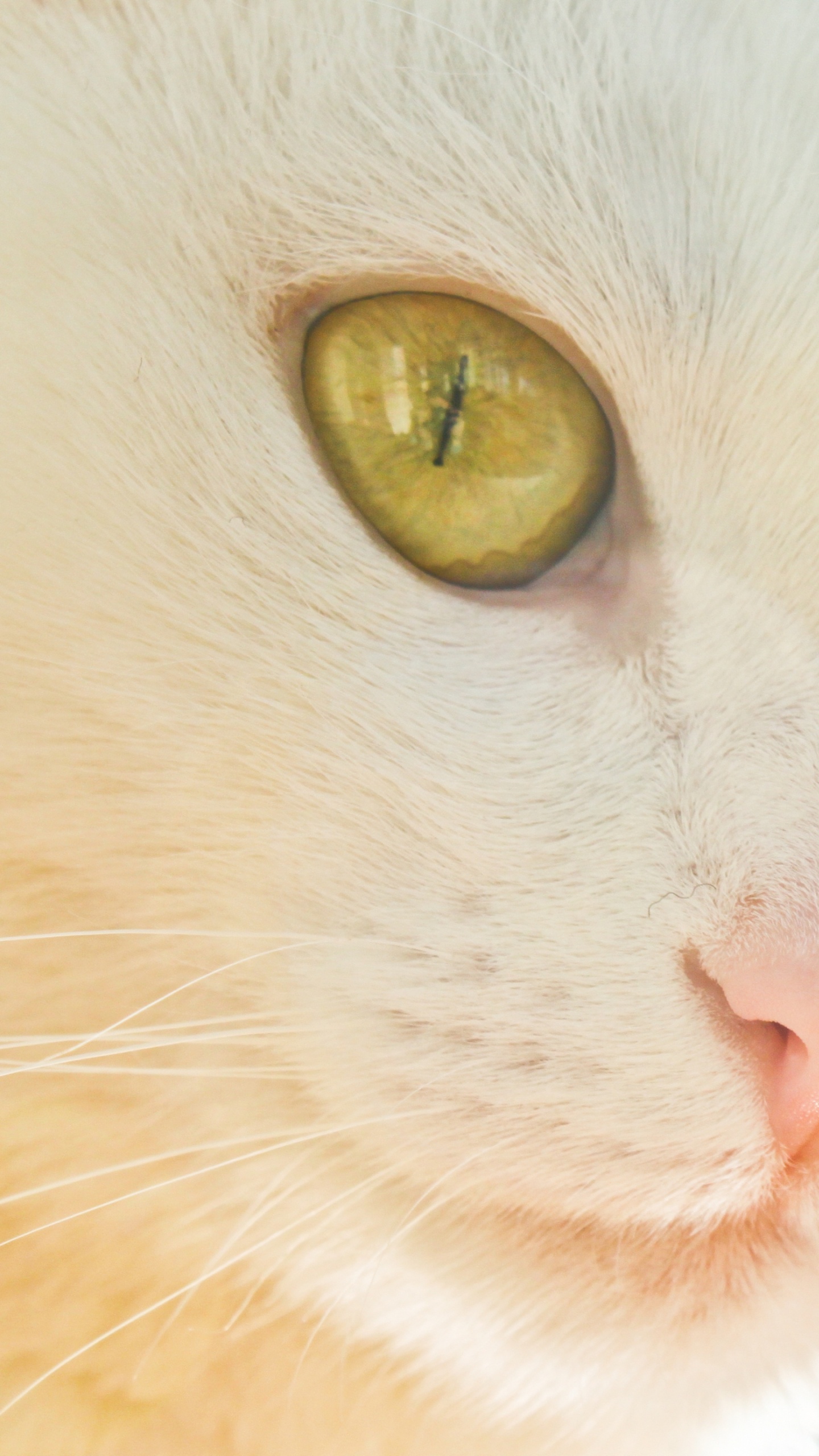 Chat Blanc Aux Yeux Jaunes. Wallpaper in 1440x2560 Resolution
