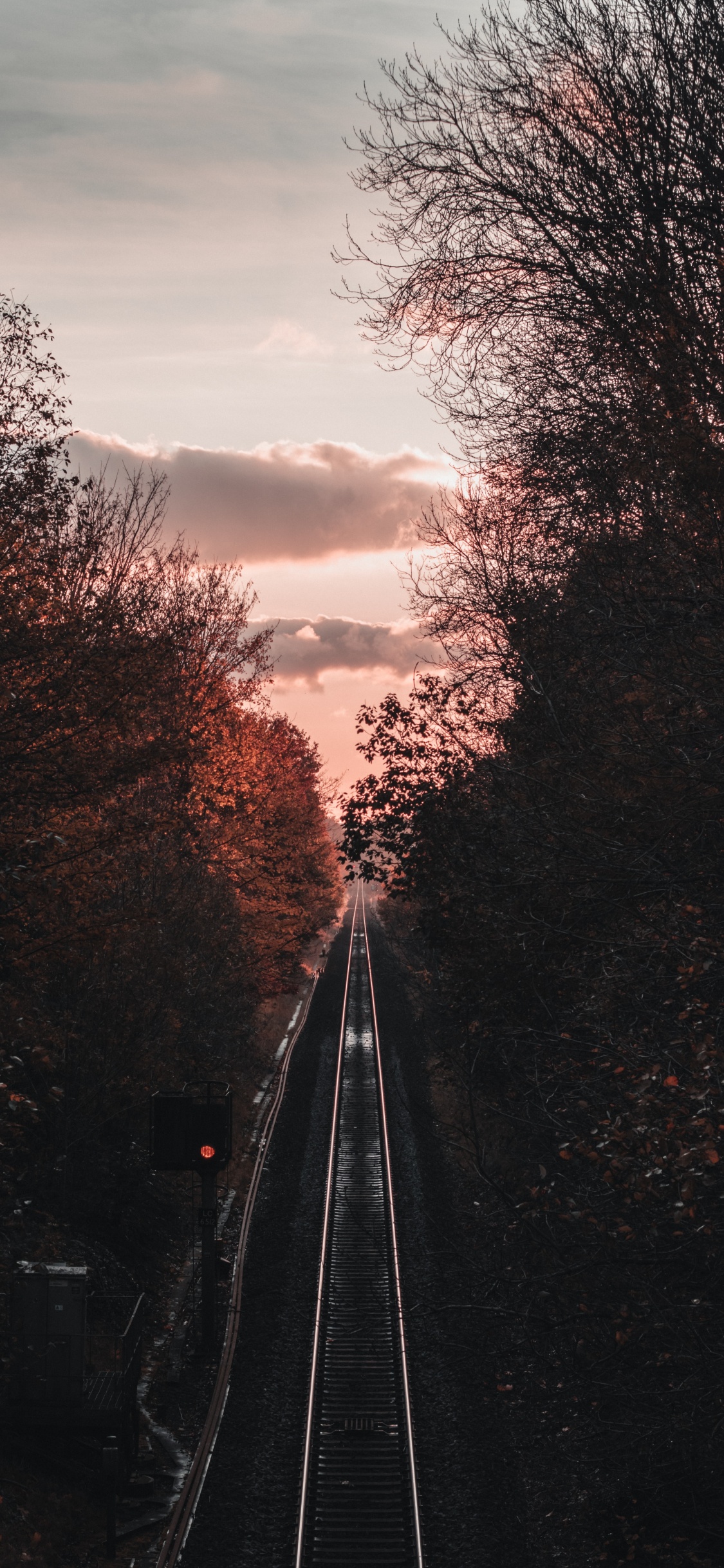 Transport, Piste, Matin, Soir, Plantes Ligneuses. Wallpaper in 1125x2436 Resolution