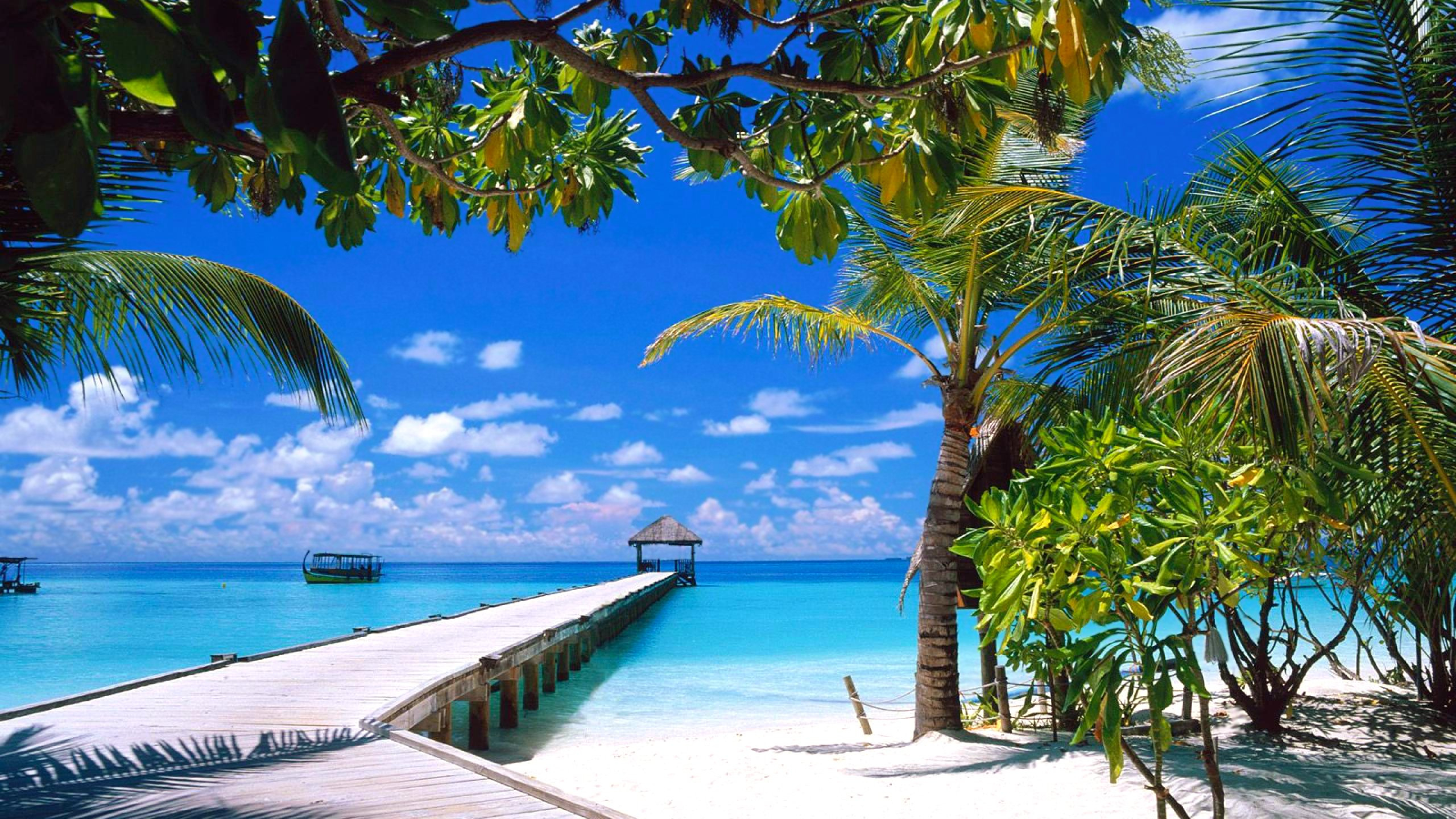 Palmiers Sur la Plage Pendant la Journée. Wallpaper in 2560x1440 Resolution