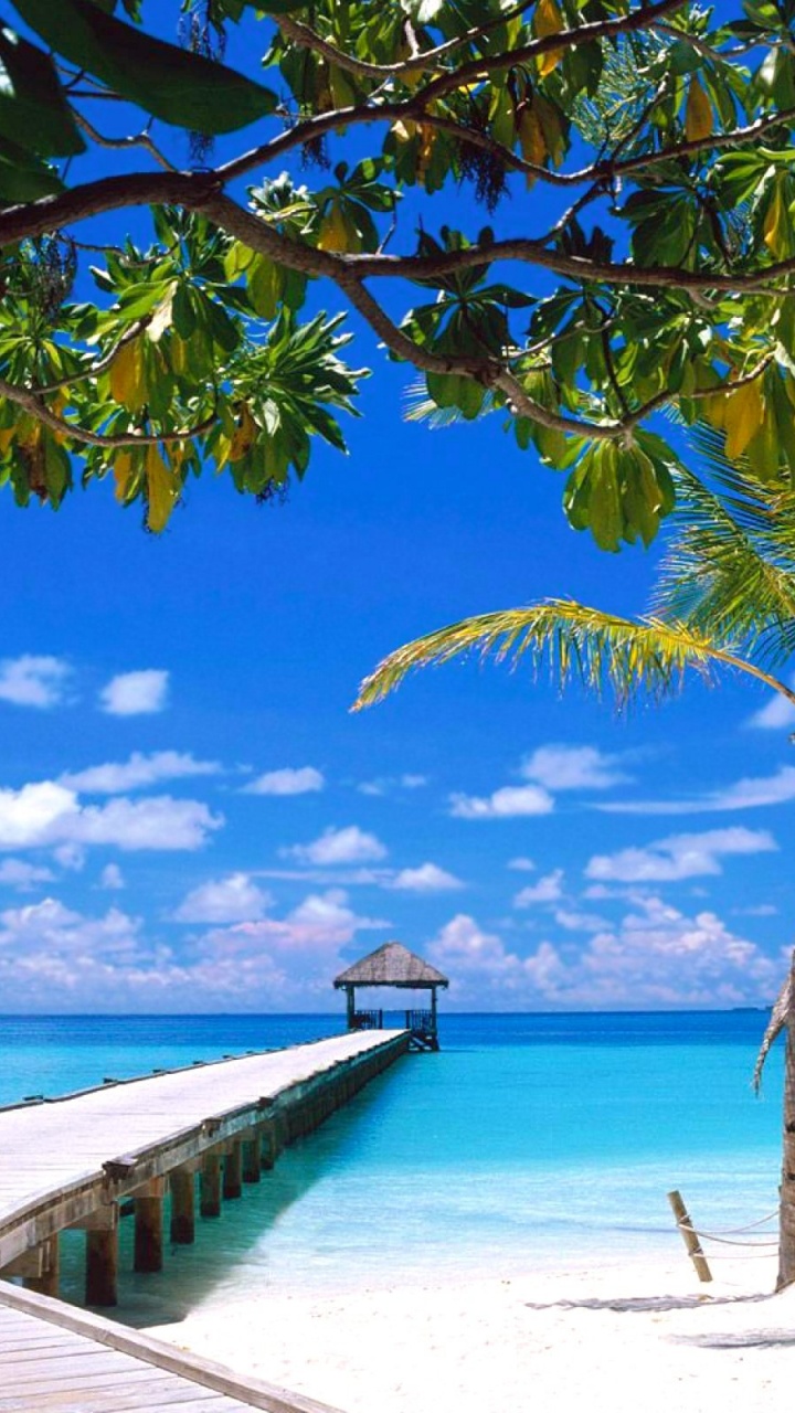 Palm Trees on Beach Shore During Daytime. Wallpaper in 720x1280 Resolution