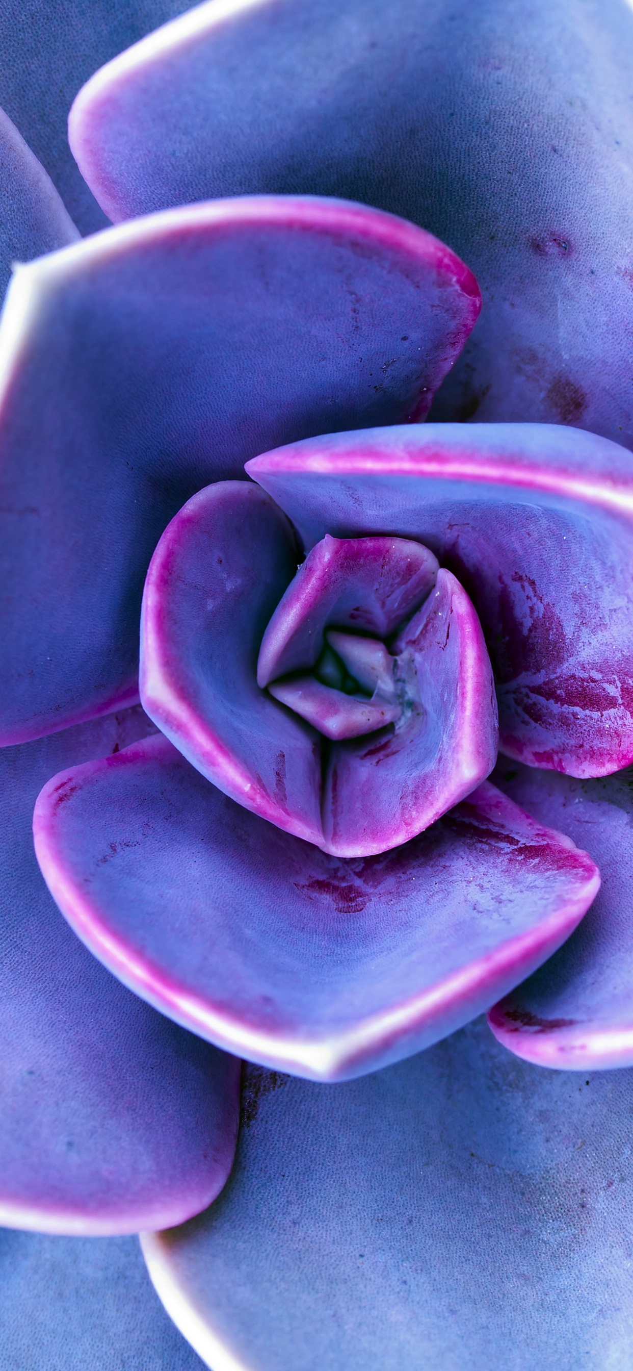 Lila, Violeta, Morado, Pétalo, la Botánica. Wallpaper in 1242x2688 Resolution