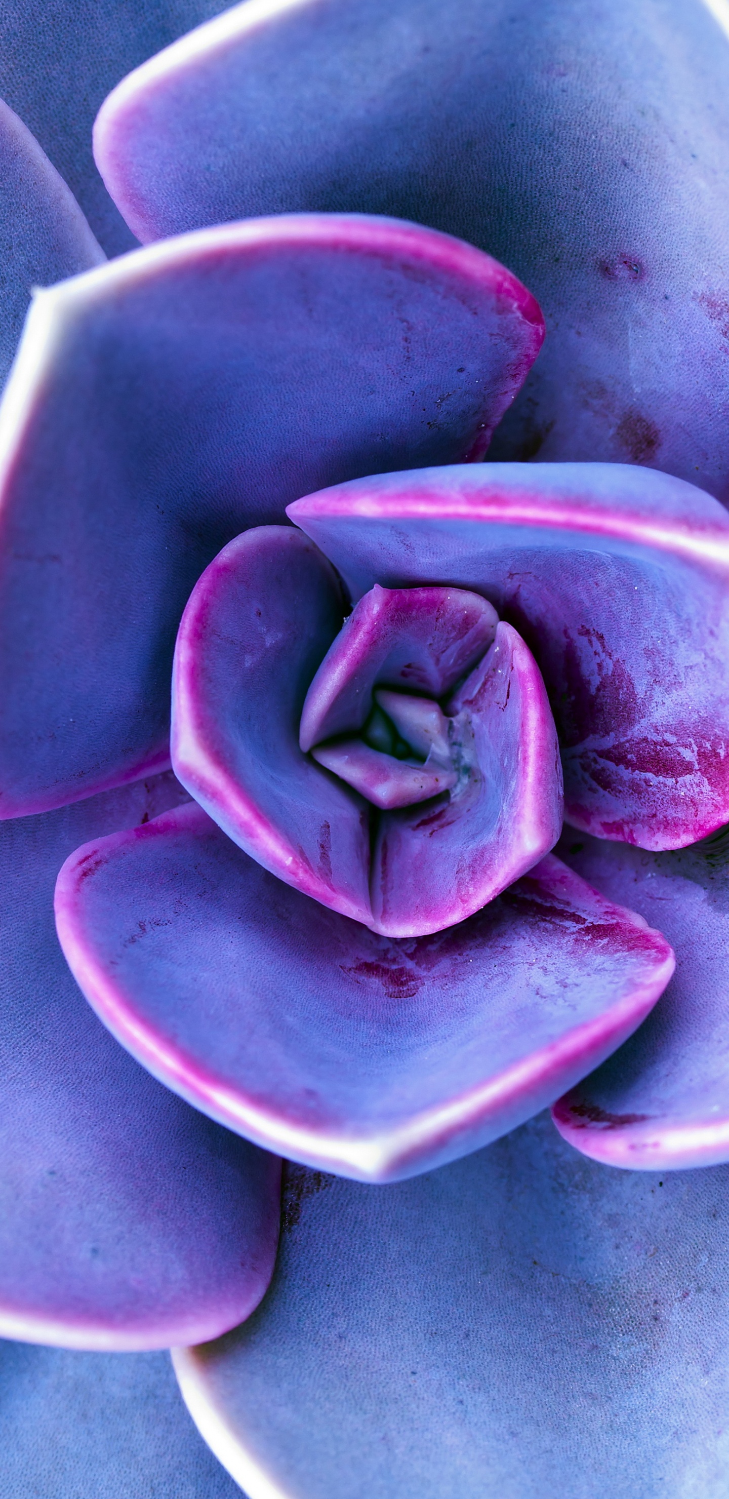 Lila, Violeta, Morado, Pétalo, la Botánica. Wallpaper in 1440x2960 Resolution