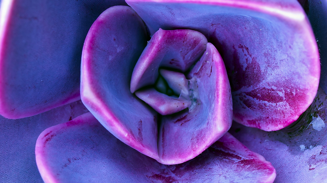 Lilac, Violet, Flower, Plant, Purple. Wallpaper in 1366x768 Resolution