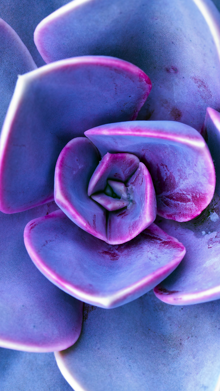 Lilac, Violet, Flower, Plant, Purple. Wallpaper in 750x1334 Resolution