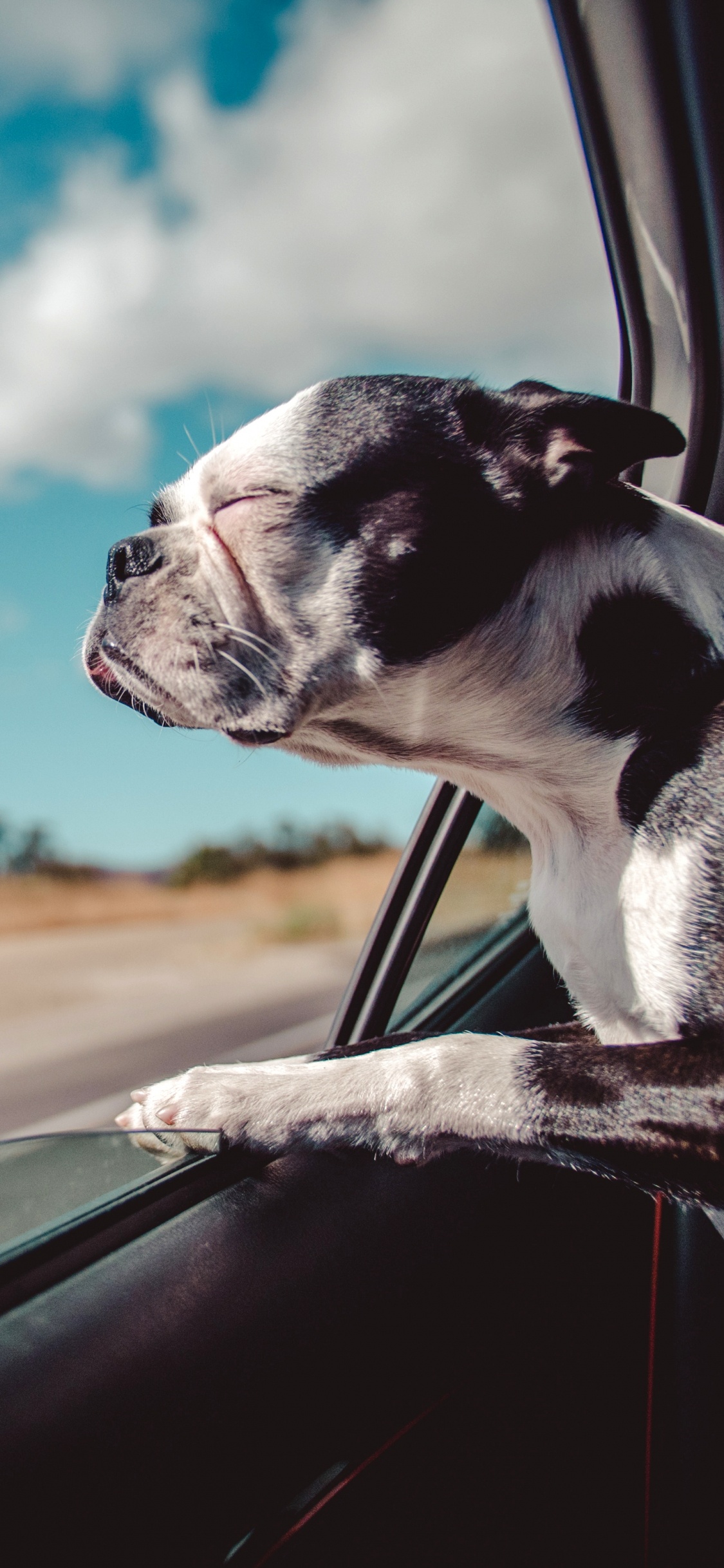 Autoreise Mit Hund, Dogge, Car, Reise, Straßenreise. Wallpaper in 1125x2436 Resolution