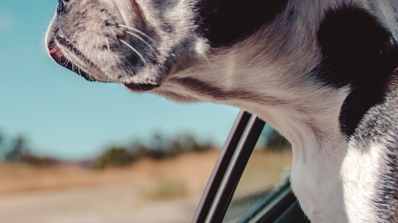 Autoreise Mit Hund, Dogge, Car, Reise, Straßenreise. Wallpaper in 1366x768 Resolution