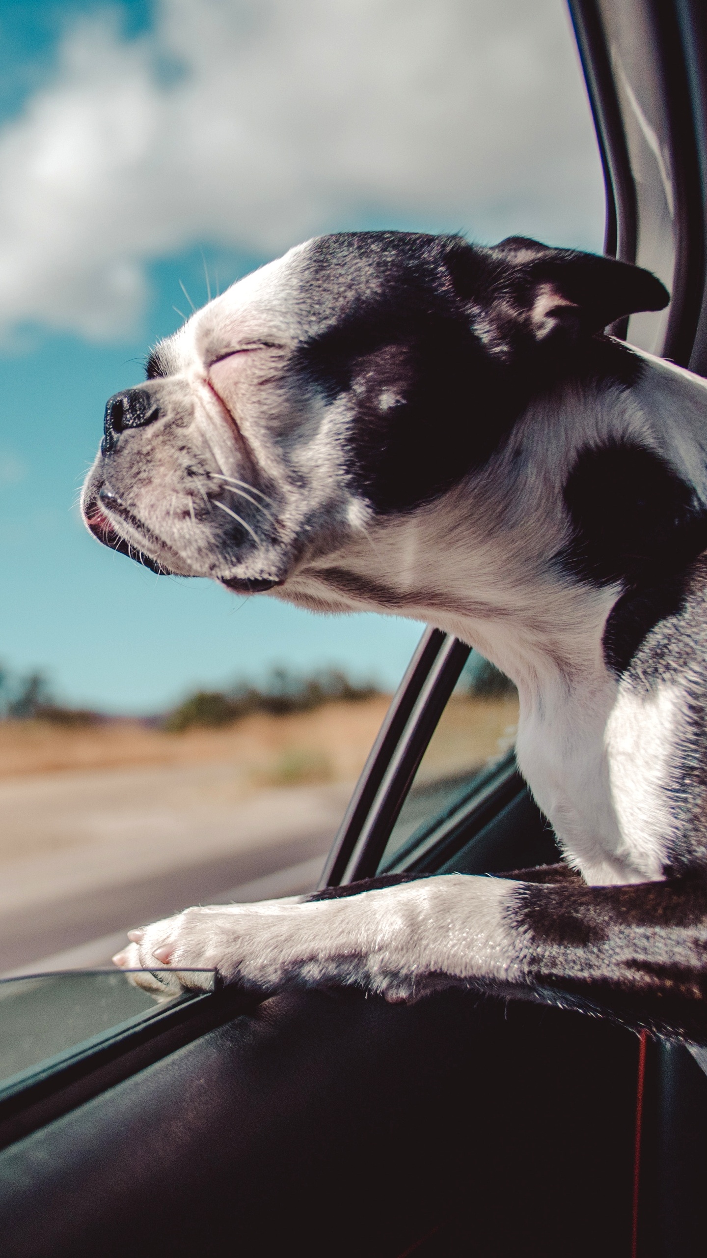 Autoreise Mit Hund, Dogge, Car, Reise, Straßenreise. Wallpaper in 1440x2560 Resolution