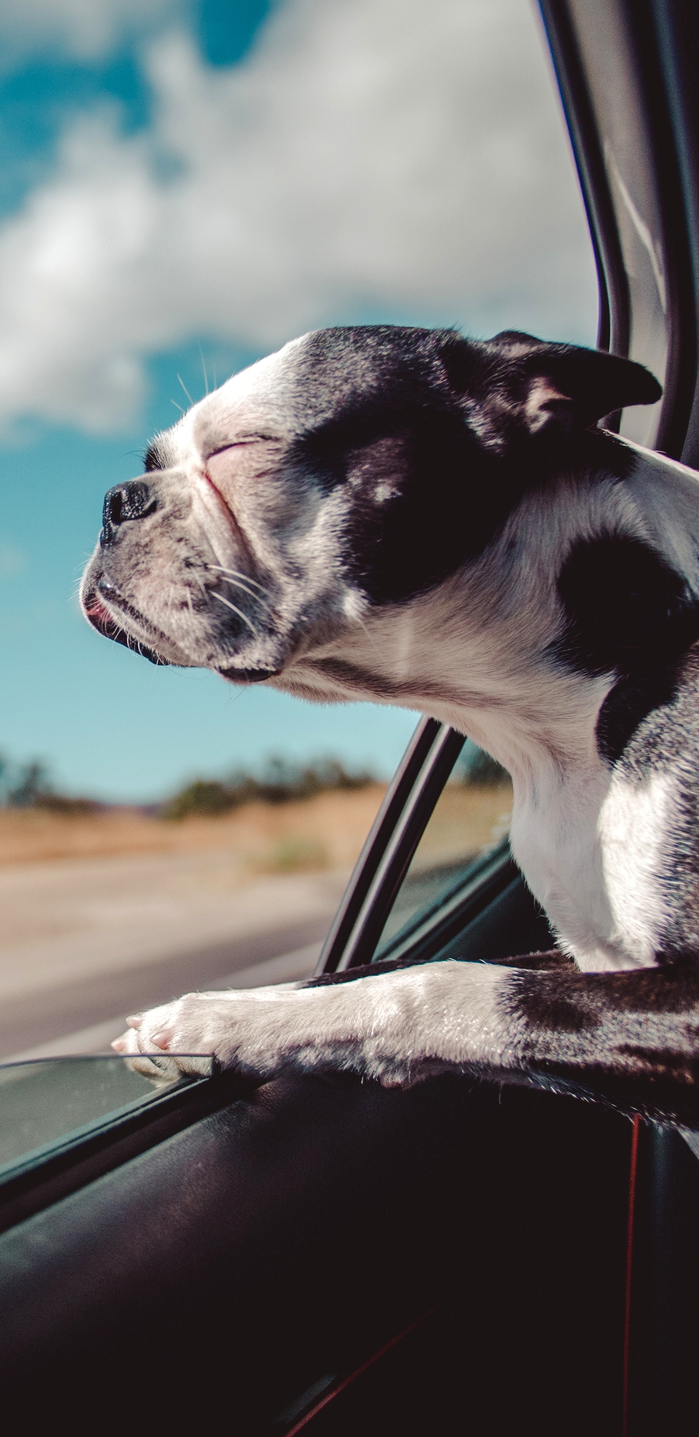Road Trip With Dog, Great Dane, Cars, Travel, Road Trip. Wallpaper in 1440x2960 Resolution