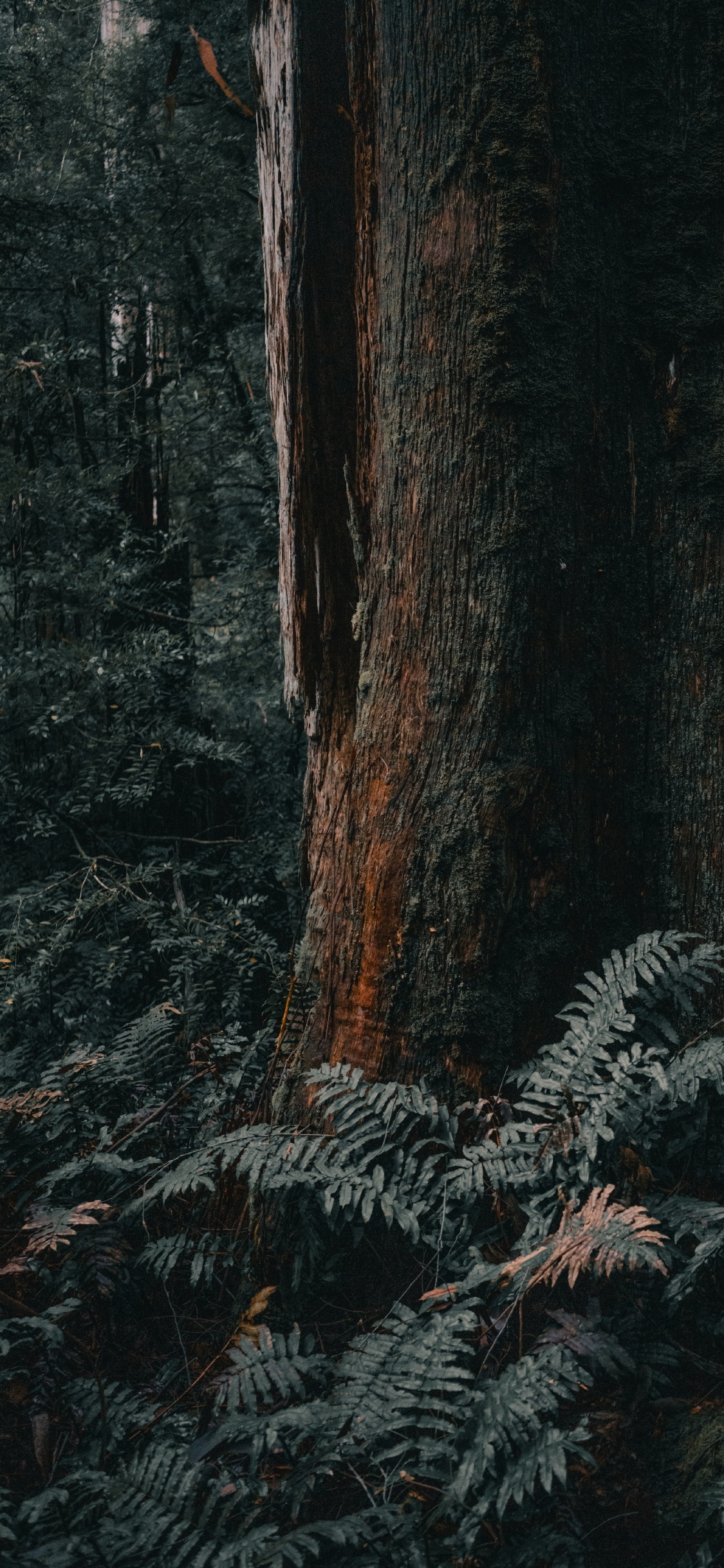 Bosque, Melbourne, el Norte de Bosques de Madera Dura, Cañón de la Pistola, Madera. Wallpaper in 1125x2436 Resolution