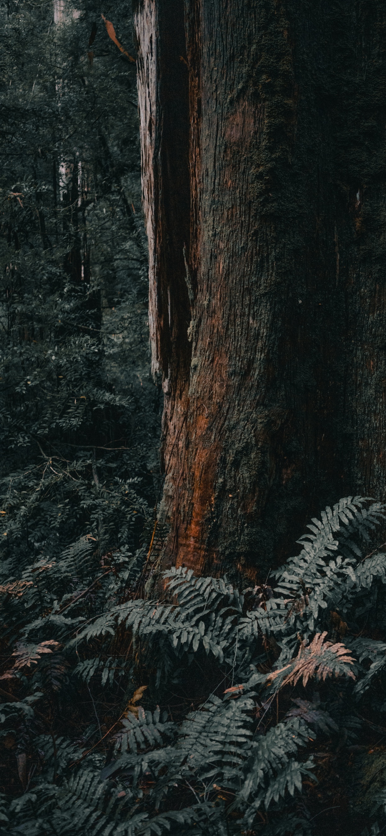 Bosque, Melbourne, el Norte de Bosques de Madera Dura, Cañón de la Pistola, Madera. Wallpaper in 1242x2688 Resolution