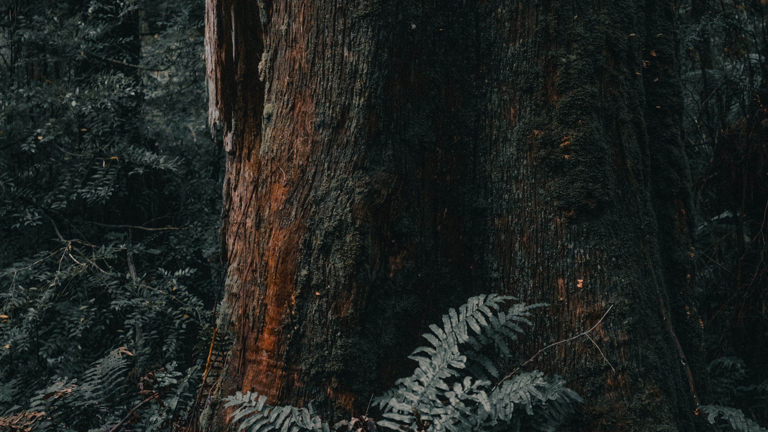 Bosque, Melbourne, el Norte de Bosques de Madera Dura, Cañón de la Pistola, Madera. Wallpaper in 2560x1440 Resolution