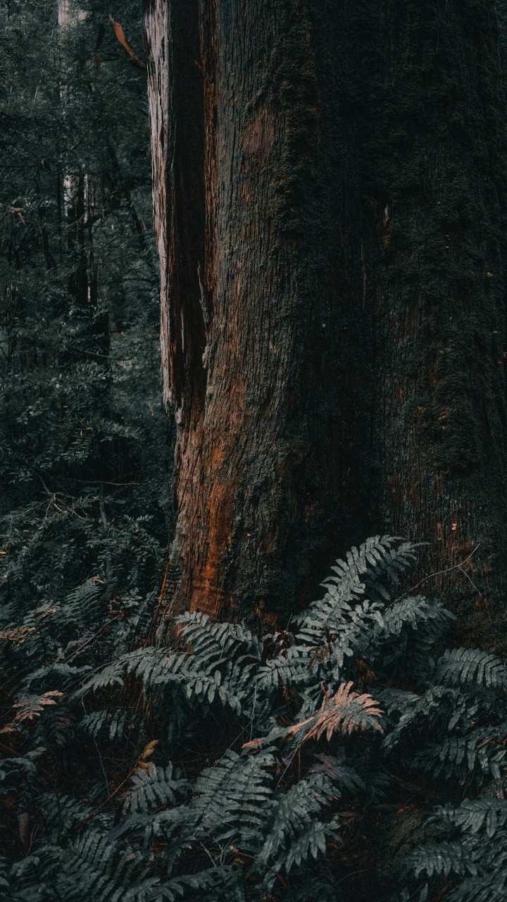 Bosque, Melbourne, el Norte de Bosques de Madera Dura, Cañón de la Pistola, Madera. Wallpaper in 720x1280 Resolution