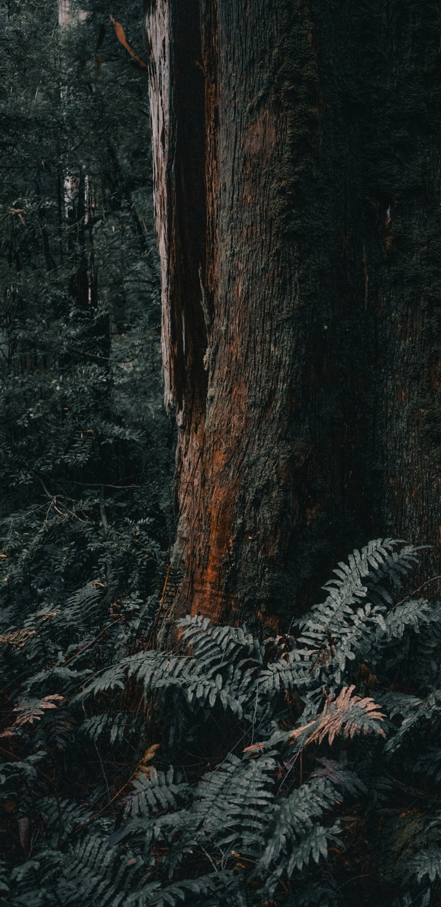 Woodland, Melbourne, le Nord de la Forêt de Feuillus, Forêt, Plantes Ligneuses. Wallpaper in 1440x2960 Resolution