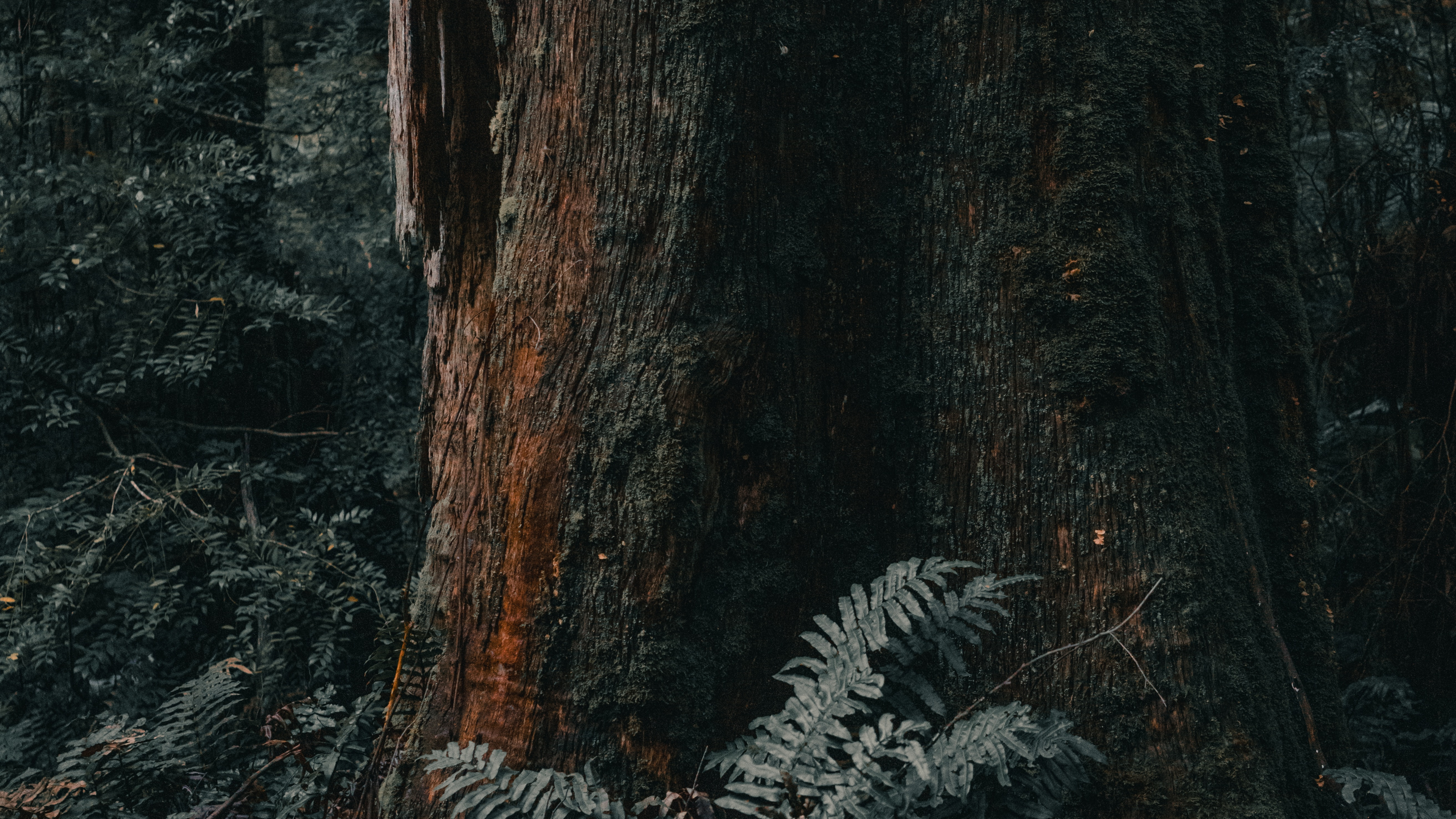 Woodland, Melbourne, le Nord de la Forêt de Feuillus, Forêt, Plantes Ligneuses. Wallpaper in 3840x2160 Resolution