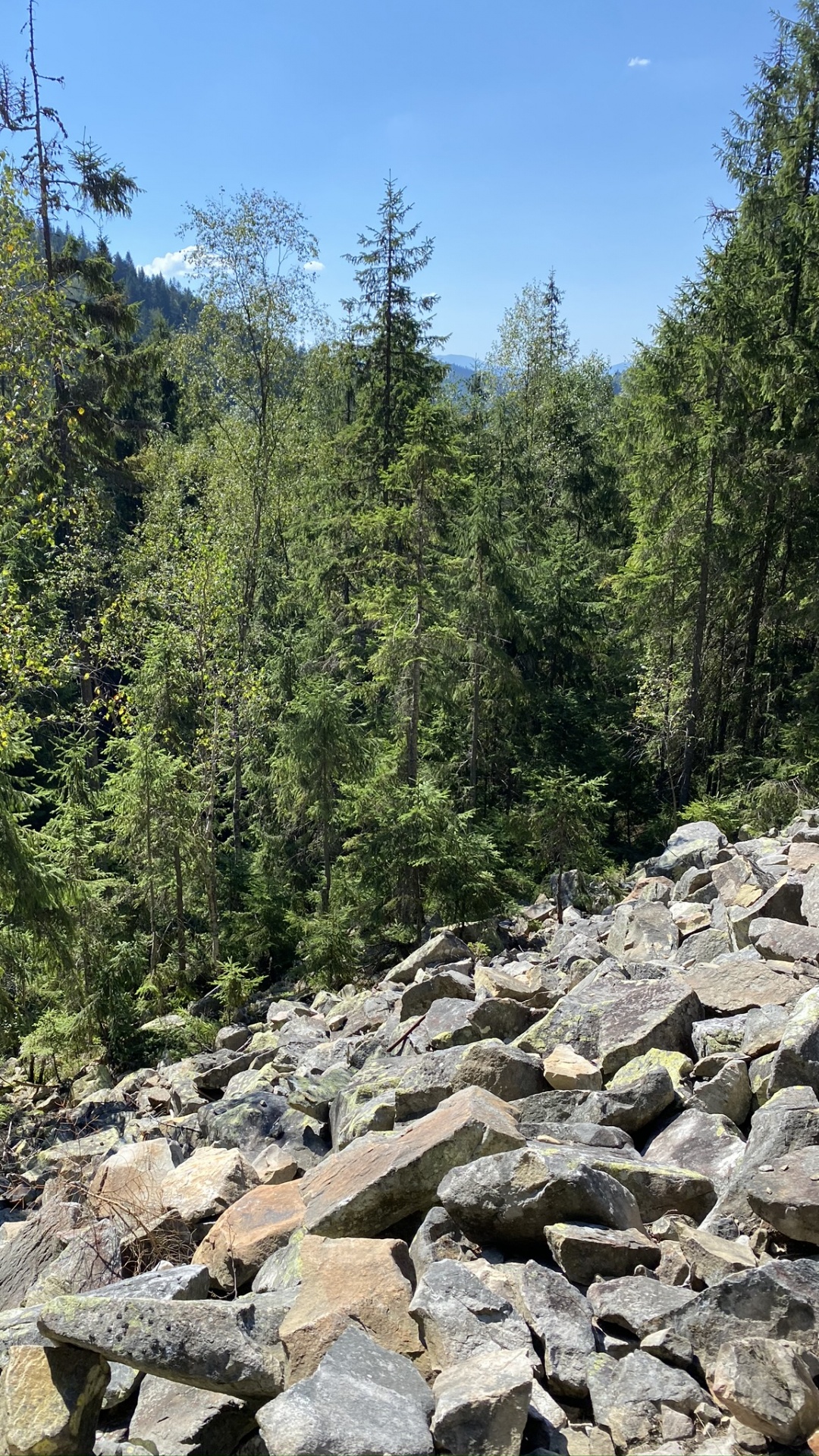 Wilderness, Rock, Plant Community, Bedrock, Forest. Wallpaper in 1080x1920 Resolution