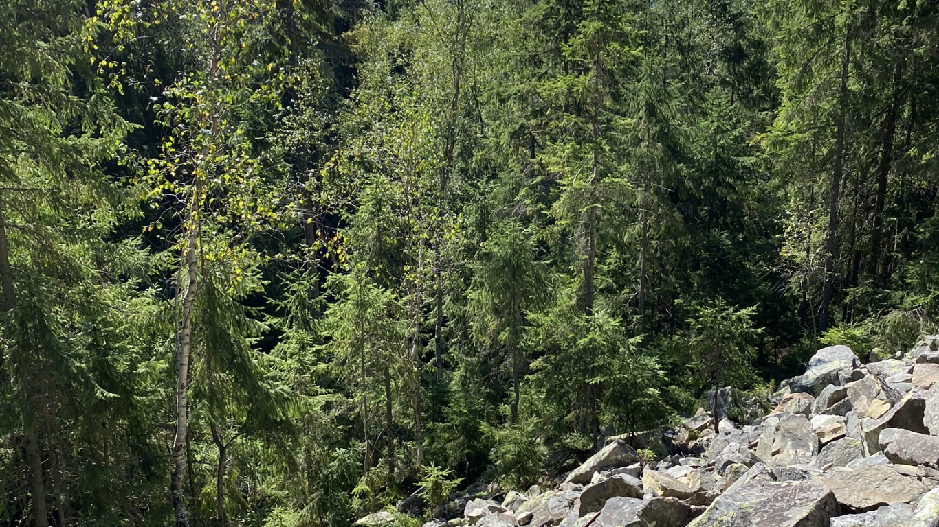 Wilderness, Rock, Plant Community, Bedrock, Forest. Wallpaper in 1366x768 Resolution