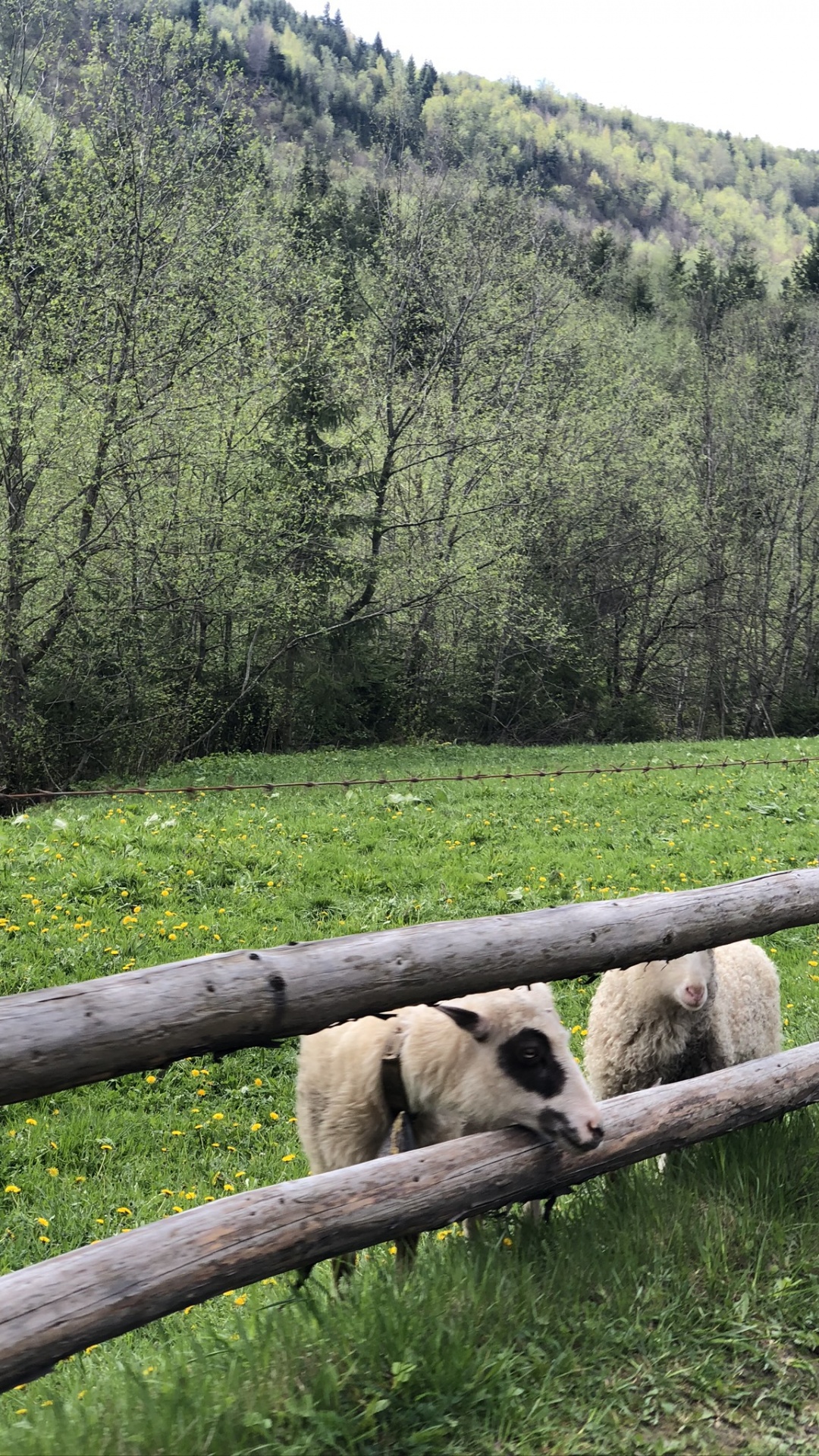 Carpathian Mountains, Nature Reserve, Sheep, Pasture, Terrestrial Animal. Wallpaper in 1080x1920 Resolution