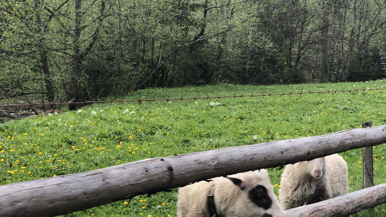 Carpates, la Réserve Naturelle De, Brebis, Pâturage, Pour Les Animaux Terrestres. Wallpaper in 1280x720 Resolution