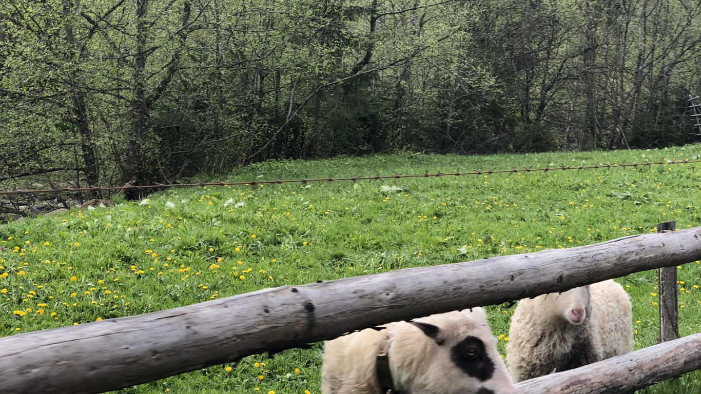 Karpaten, Naturschutzgebiet, Schaf, Weide, Terrestrische Tier. Wallpaper in 1366x768 Resolution