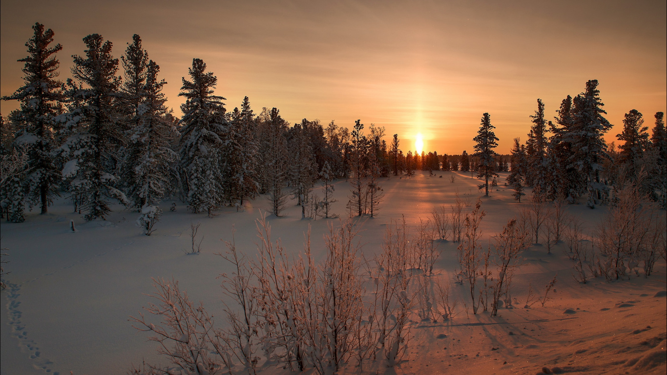 Green Trees on Snow Covered Ground During Sunset. Wallpaper in 1366x768 Resolution