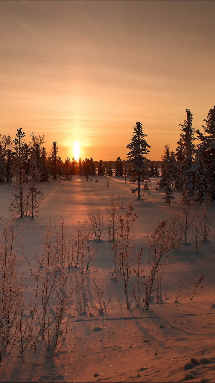 Green Trees on Snow Covered Ground During Sunset. Wallpaper in 720x1280 Resolution