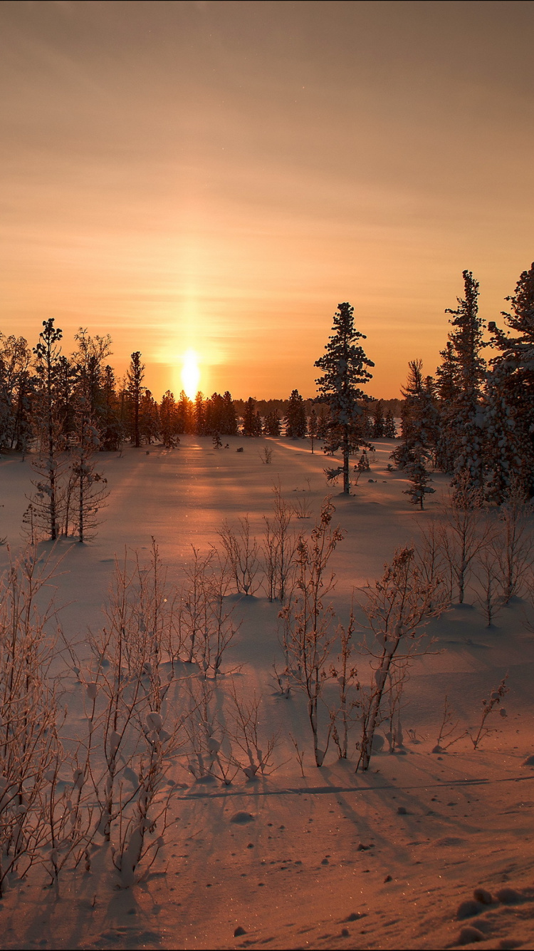 Green Trees on Snow Covered Ground During Sunset. Wallpaper in 750x1334 Resolution
