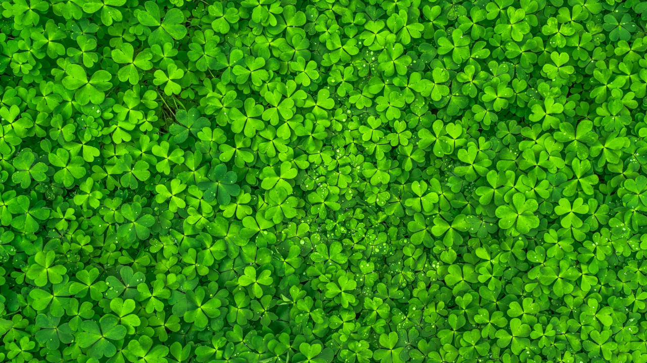 Grüne Blätter Auf Grünem Gras. Wallpaper in 1280x720 Resolution