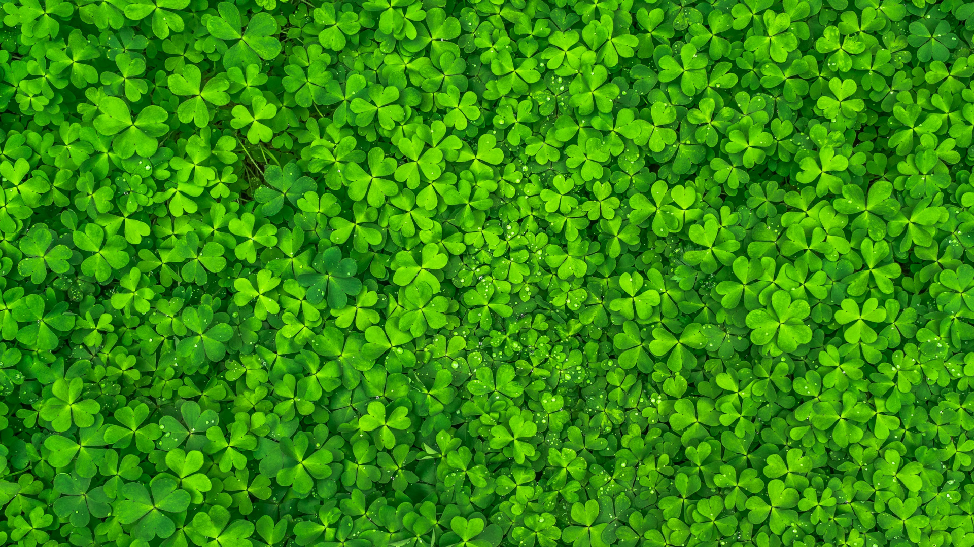 Grüne Blätter Auf Grünem Gras. Wallpaper in 1920x1080 Resolution