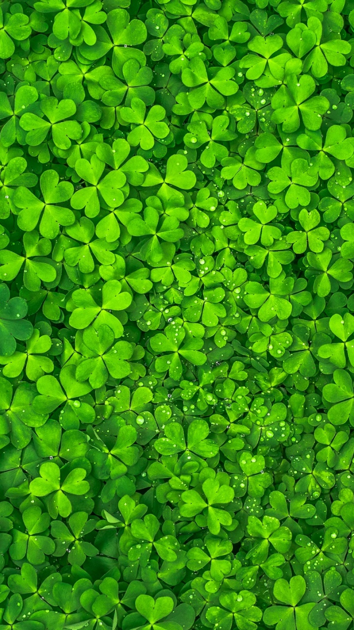 Grüne Blätter Auf Grünem Gras. Wallpaper in 720x1280 Resolution