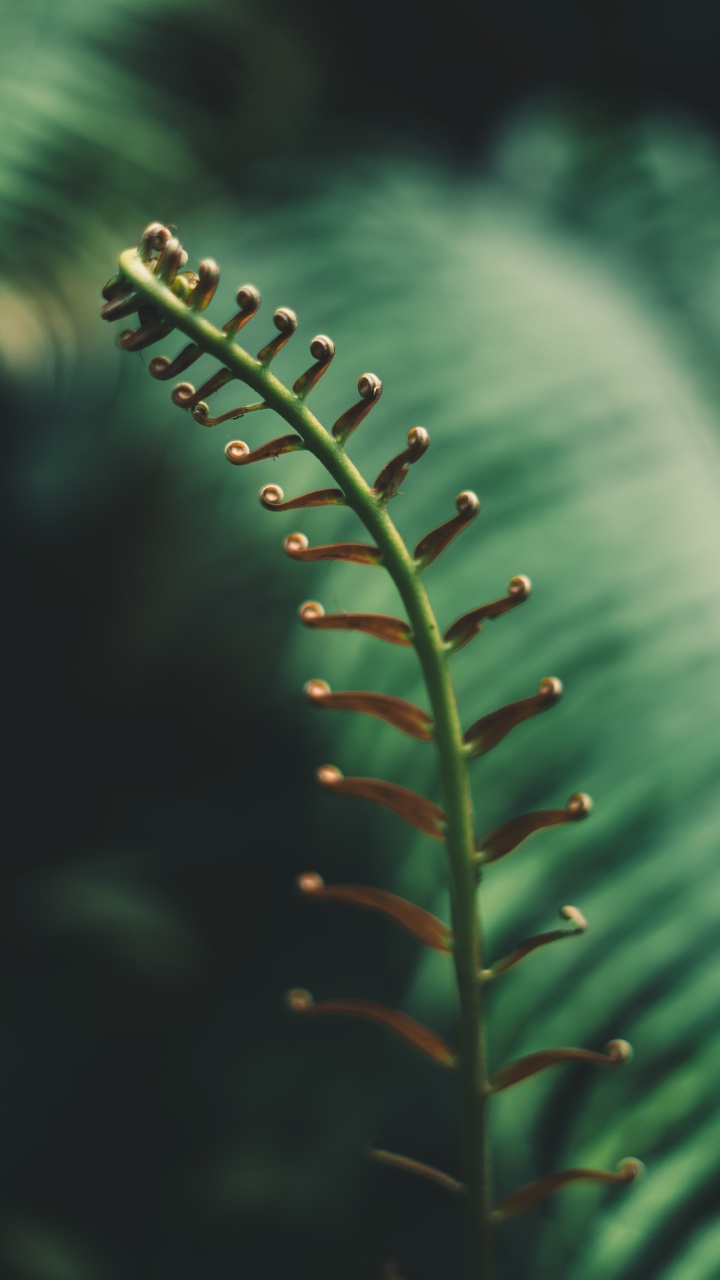 Farn, Blatt, Vegetation, Gefäßpflanzen, Gr. Wallpaper in 720x1280 Resolution
