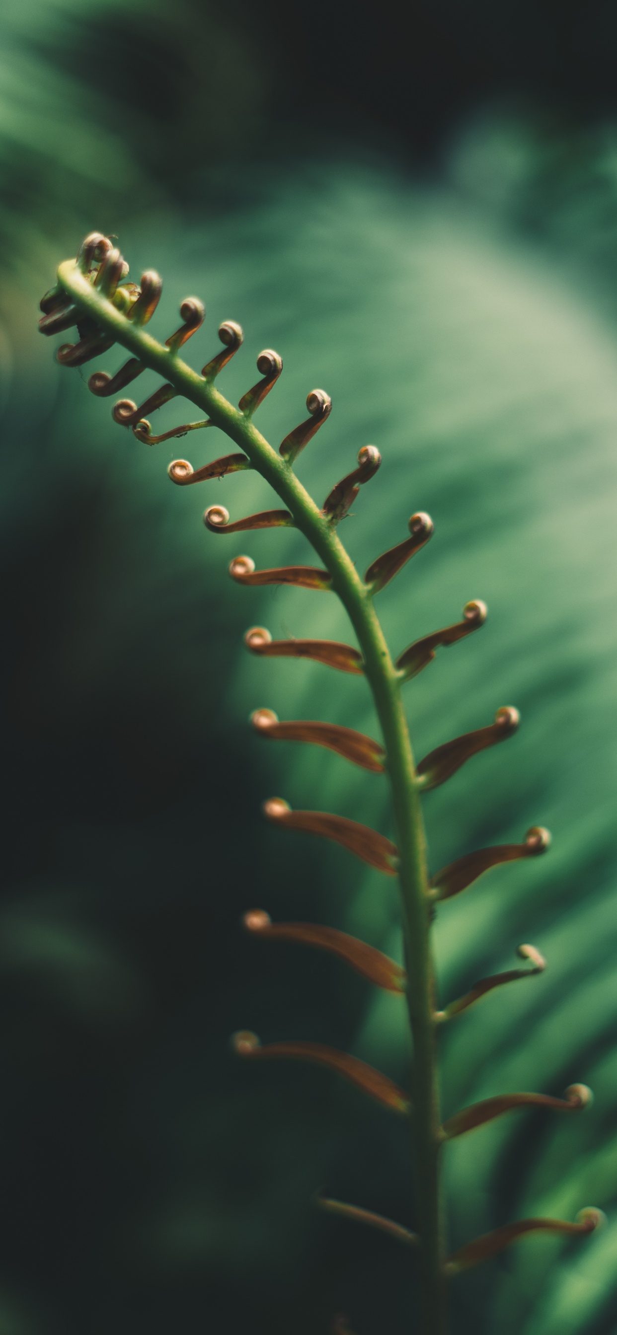 Fern, Leaf, Vegetation, Vascular Plant, Green. Wallpaper in 1242x2688 Resolution