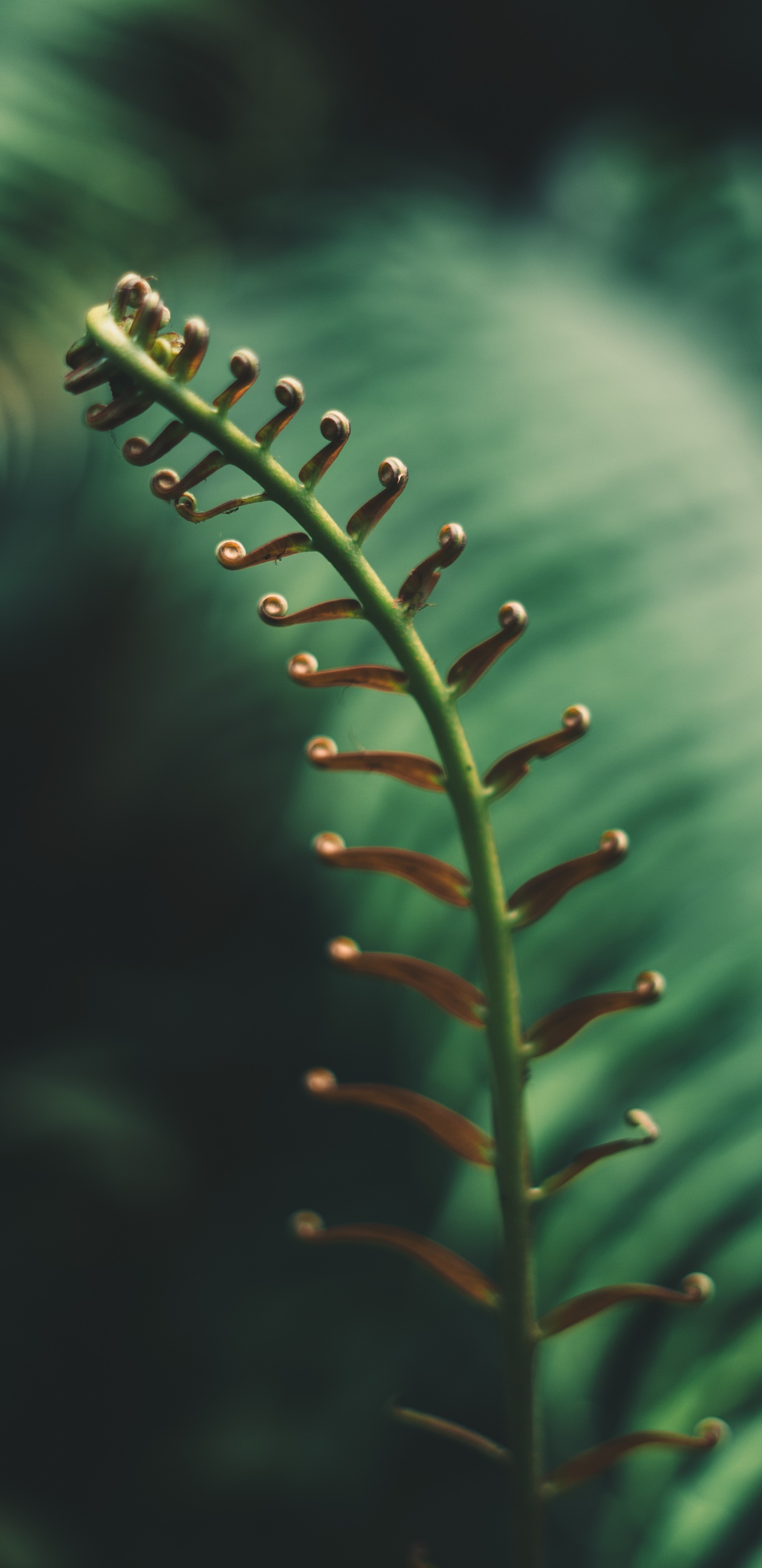 Fern, Leaf, Vegetation, Vascular Plant, Green. Wallpaper in 1440x2960 Resolution