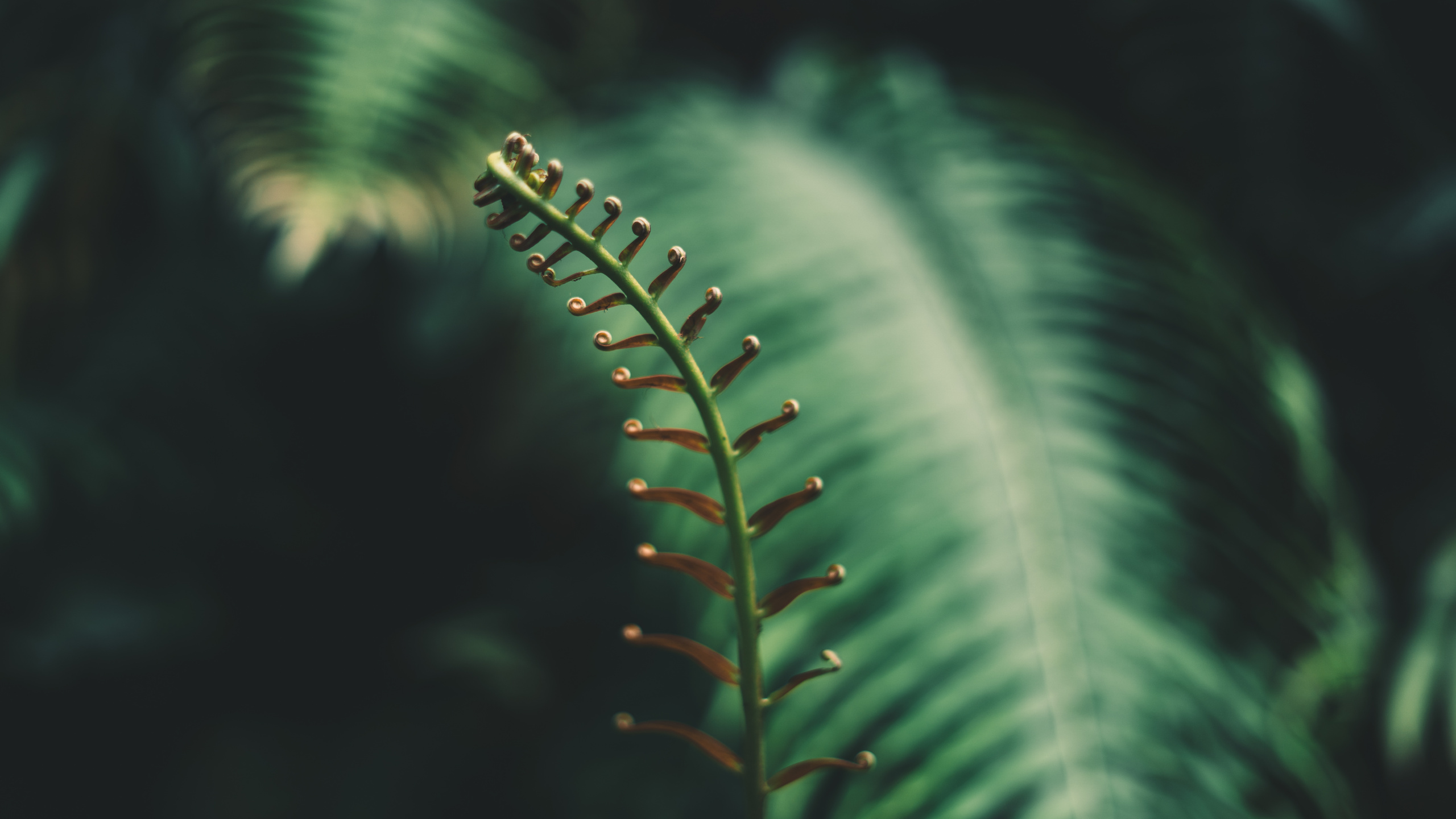 Fern, Leaf, Vegetation, Vascular Plant, Green. Wallpaper in 2560x1440 Resolution