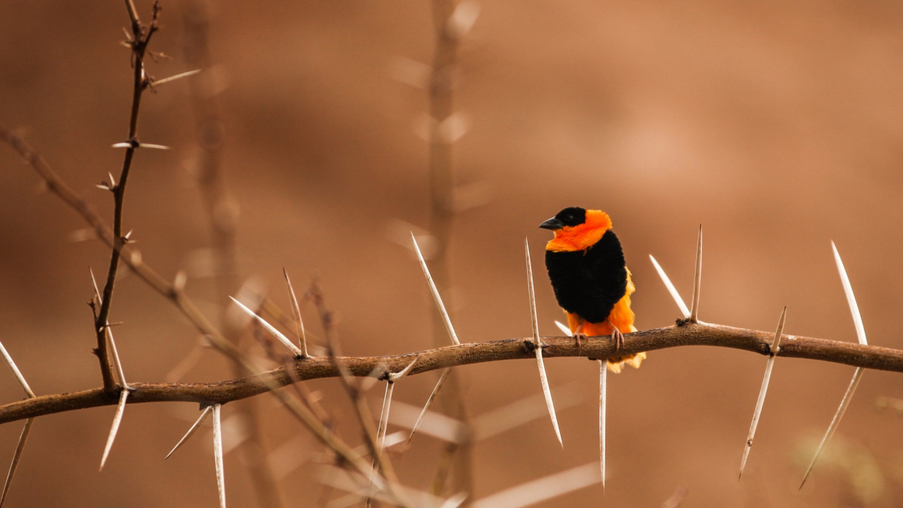 Pájaro Negro y Naranja en la Rama de un Árbol Marrón. Wallpaper in 1280x720 Resolution