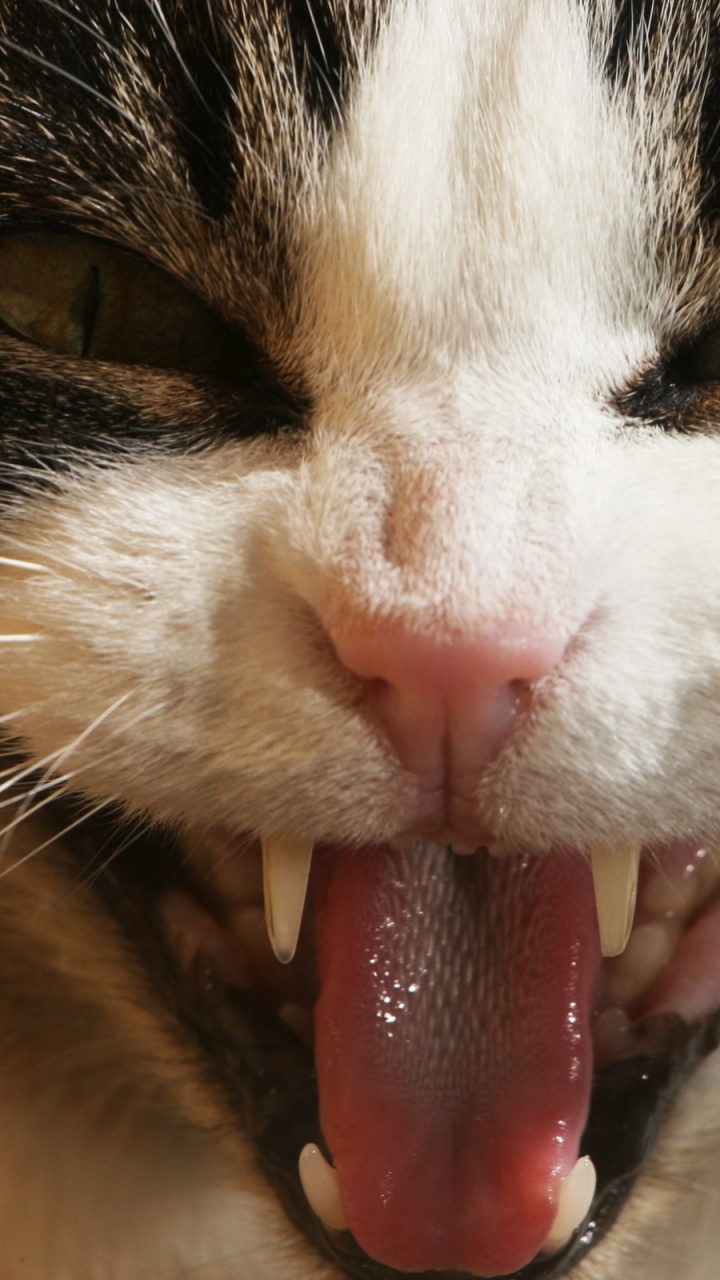 Gato Blanco y Negro Lamiendo la Nariz. Wallpaper in 720x1280 Resolution