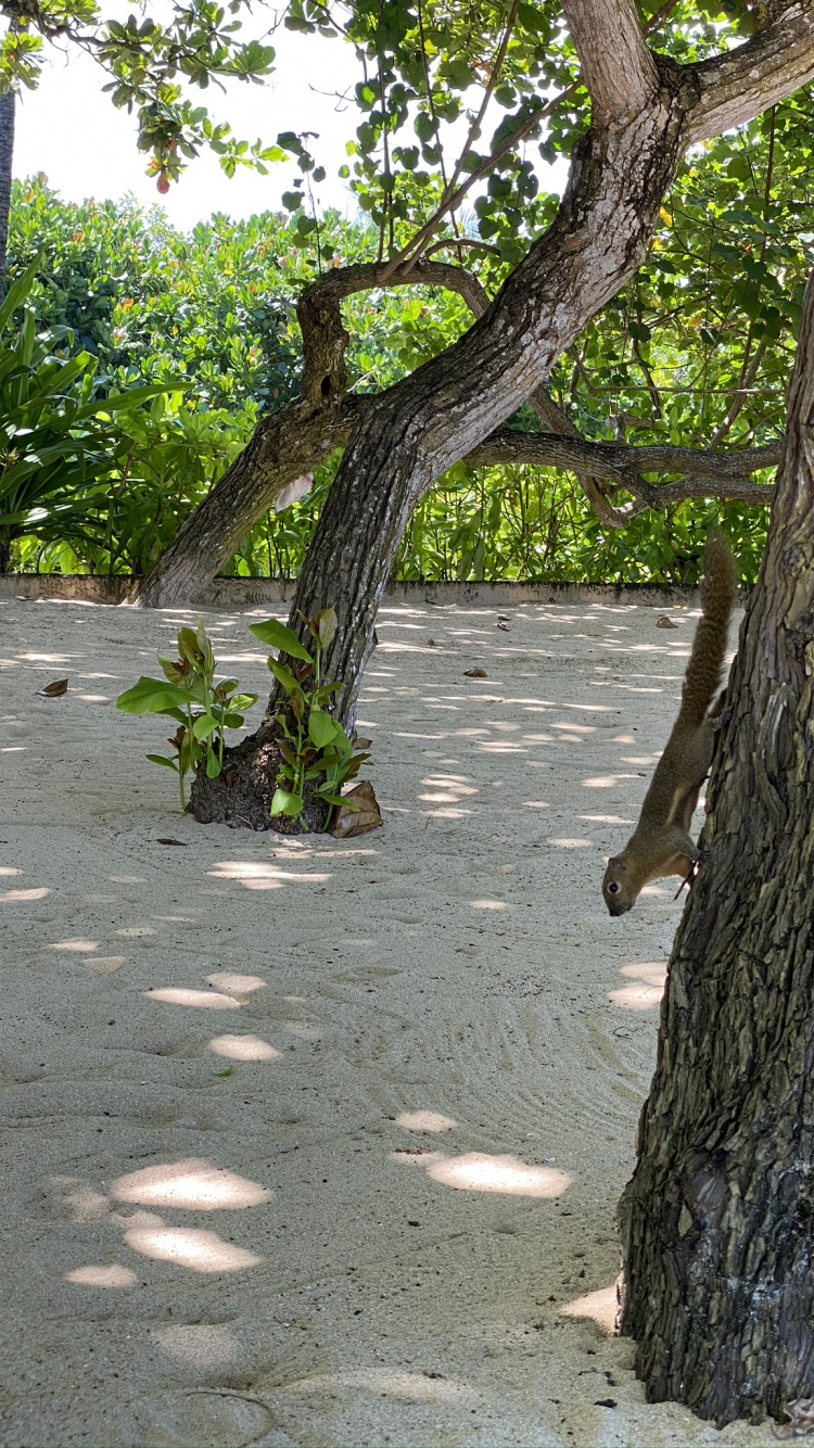 Branch, Holz, Baum, Stamm, Zweig. Wallpaper in 750x1334 Resolution