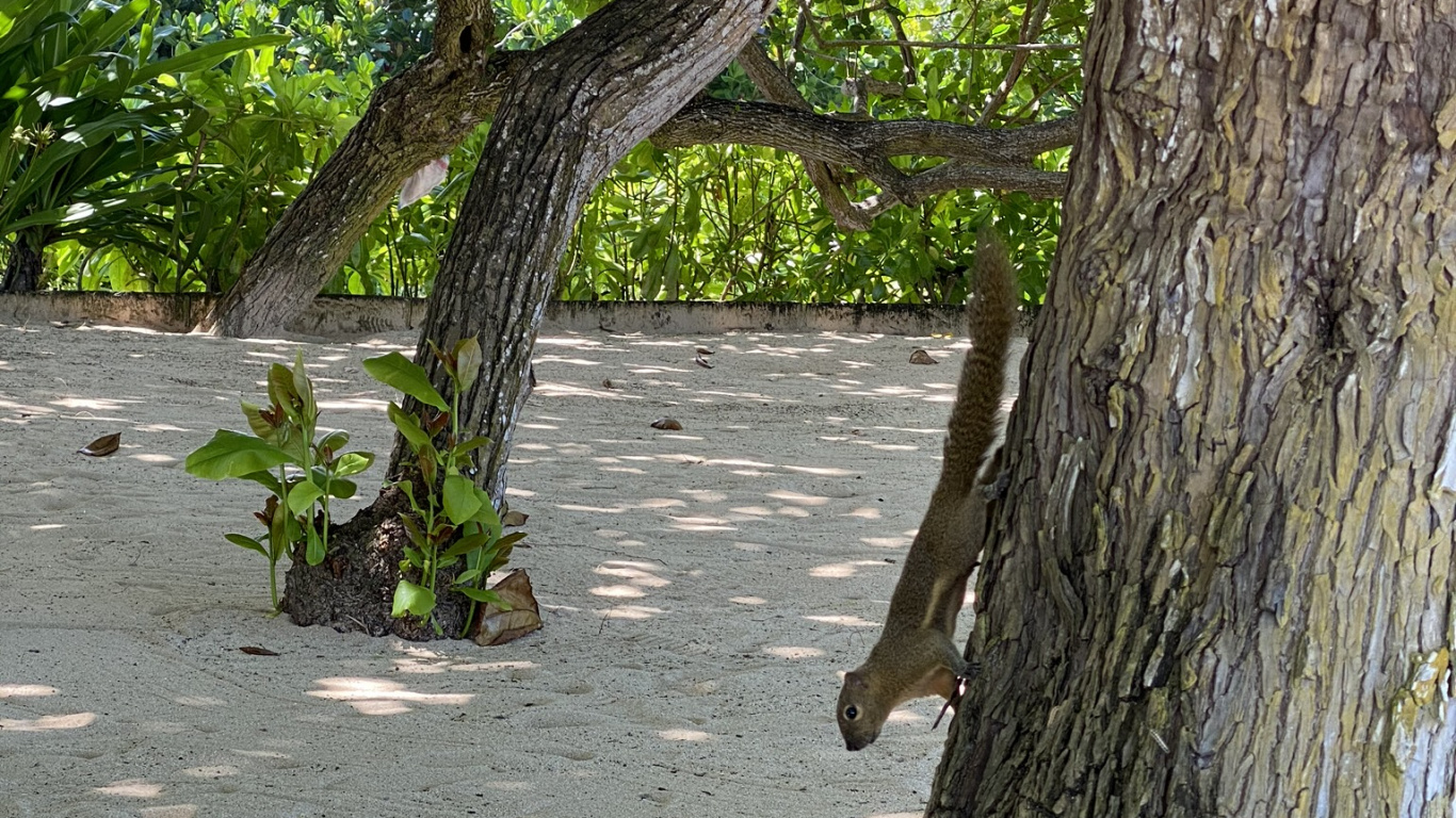 Branch, Wood, Tree, Trunk, Twig. Wallpaper in 1366x768 Resolution