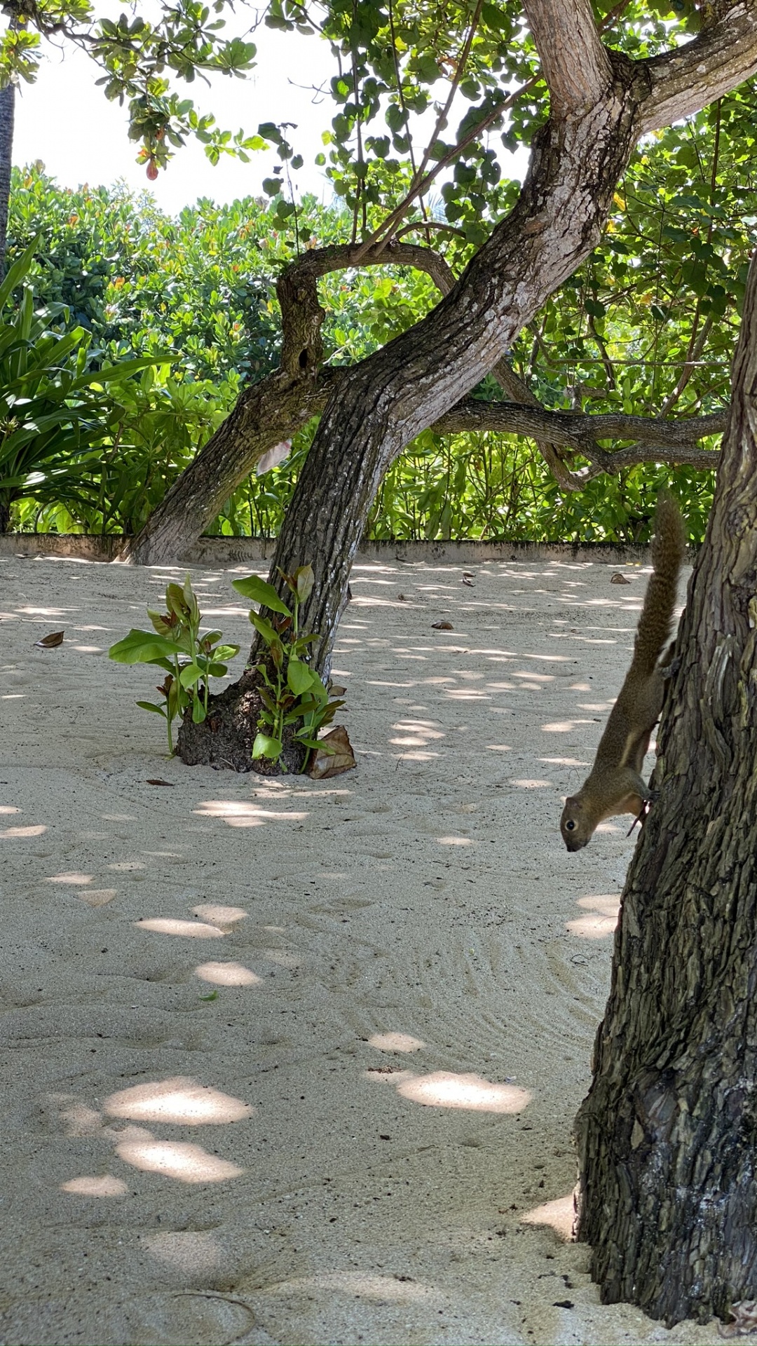 Sucursal, Madera, Ramita, de Hoja Caduca. Wallpaper in 1080x1920 Resolution