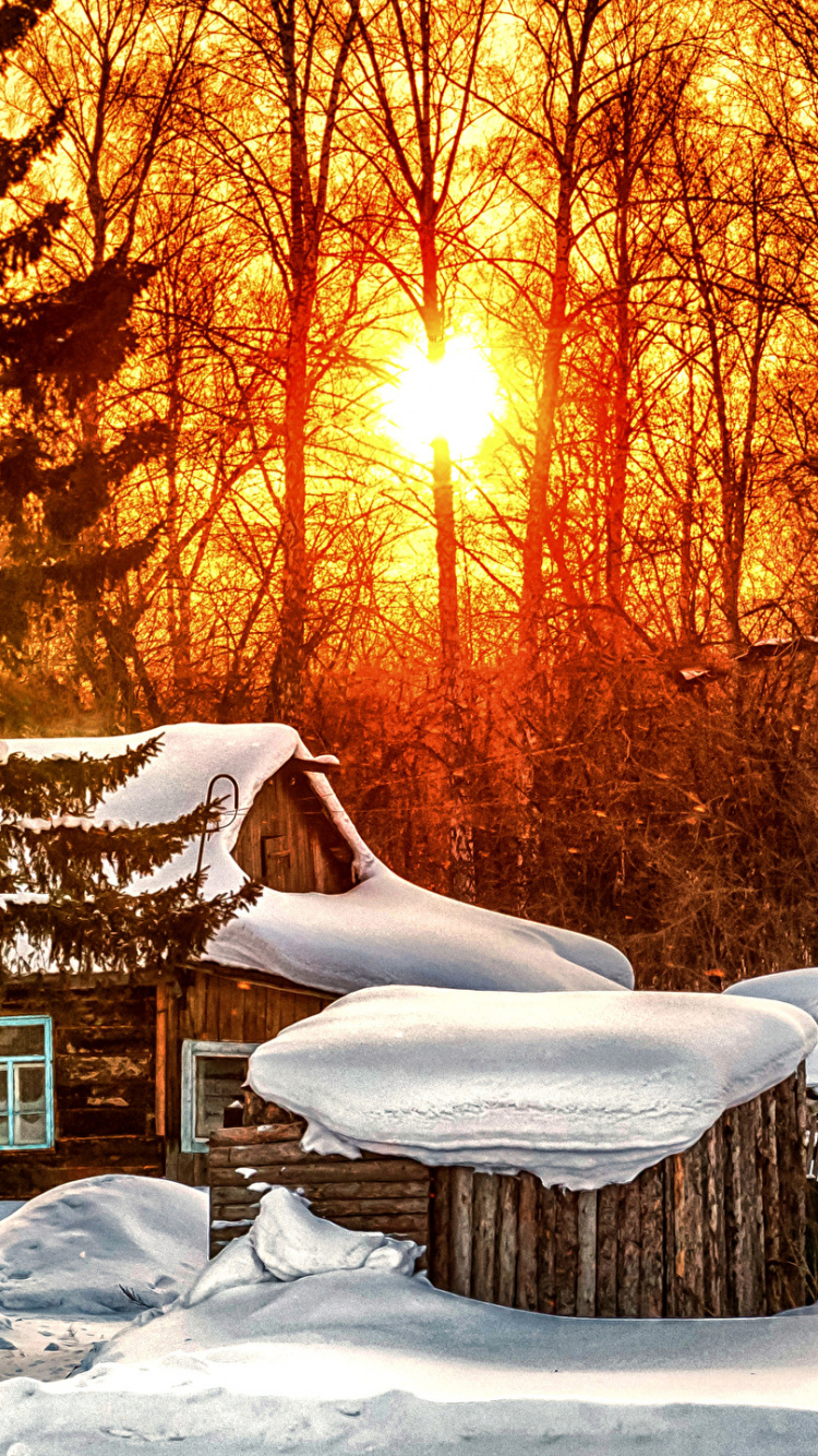 Braune Bäume Tagsüber Mit Schnee Bedeckt. Wallpaper in 750x1334 Resolution