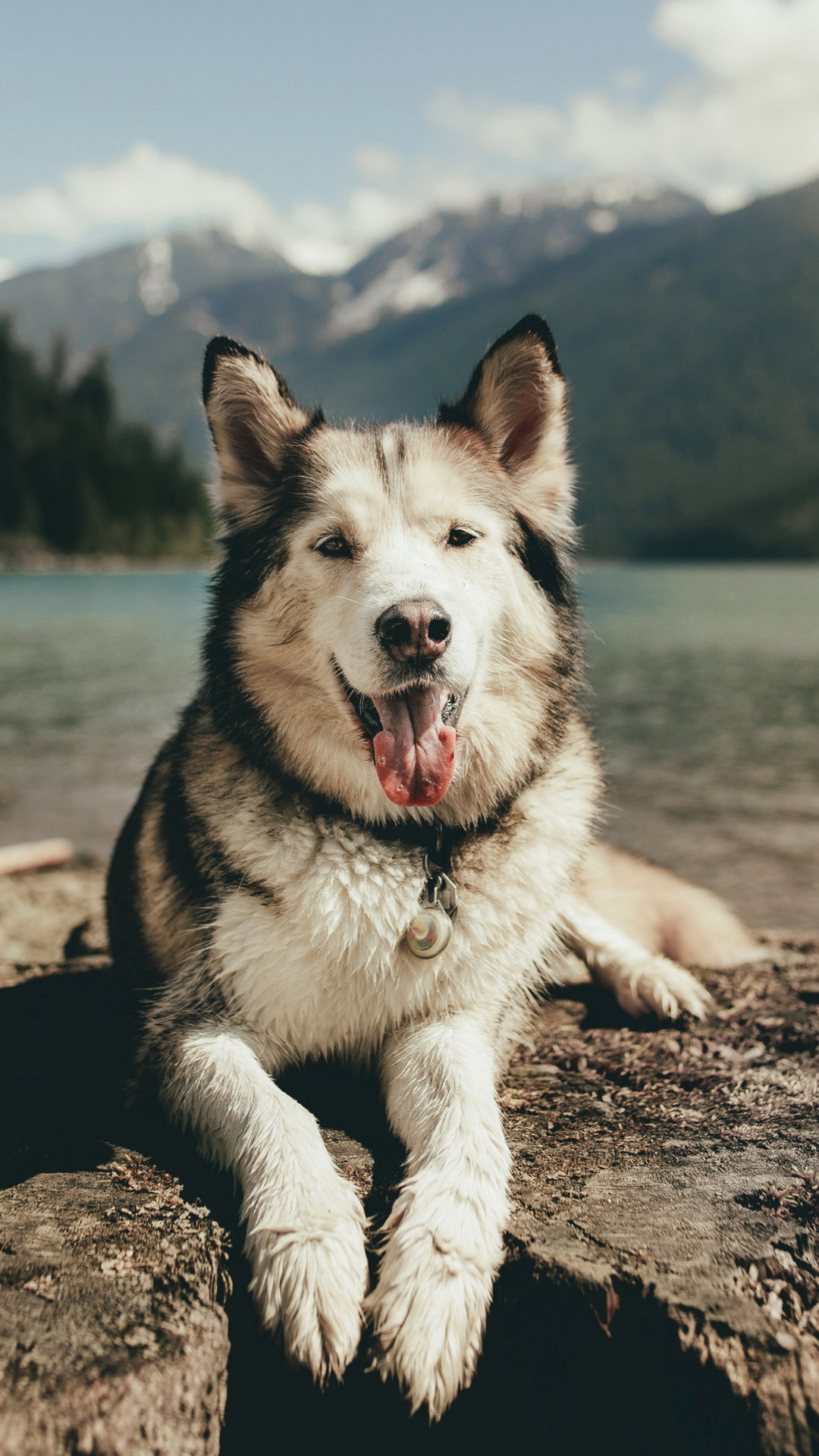 Dogge, Siberian Husky, Amerikanischer Elsässer, Schäferhund, Havaneser. Wallpaper in 1080x1920 Resolution