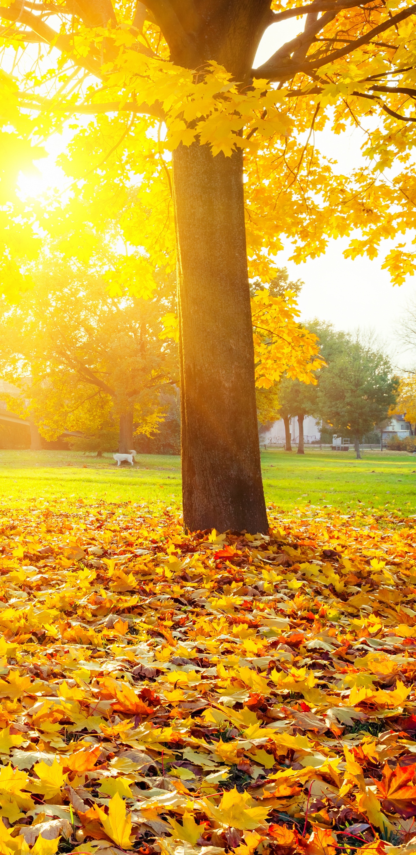 Feuilles Brunes Sur Terrain D'herbe Verte Pendant la Journée. Wallpaper in 1440x2960 Resolution