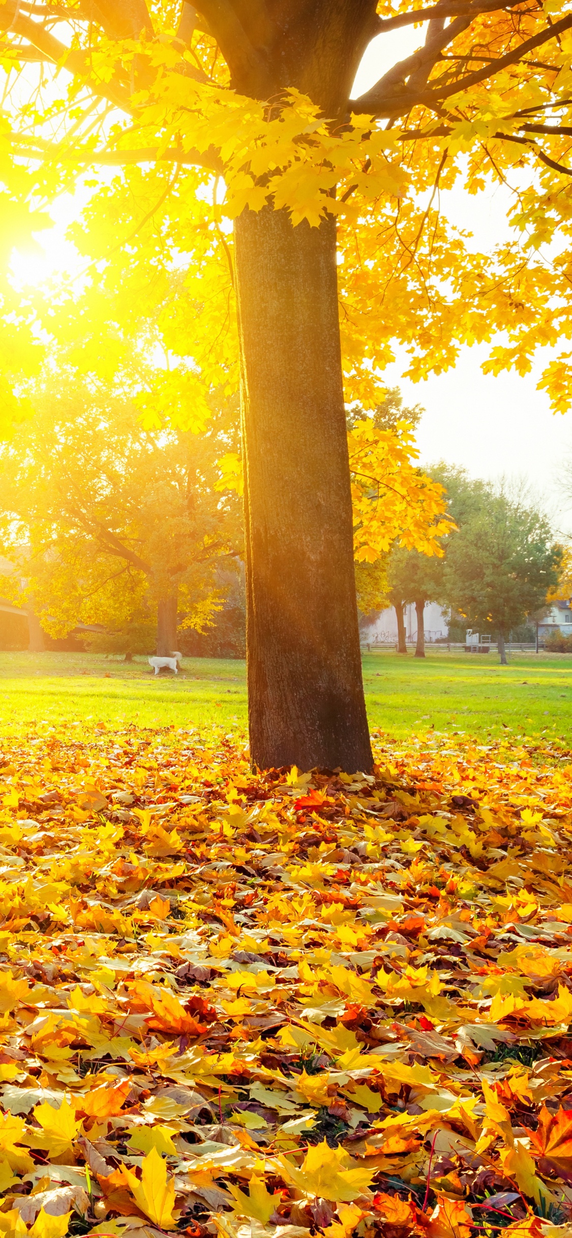Brown Leaves on Green Grass Field During Daytime. Wallpaper in 1125x2436 Resolution