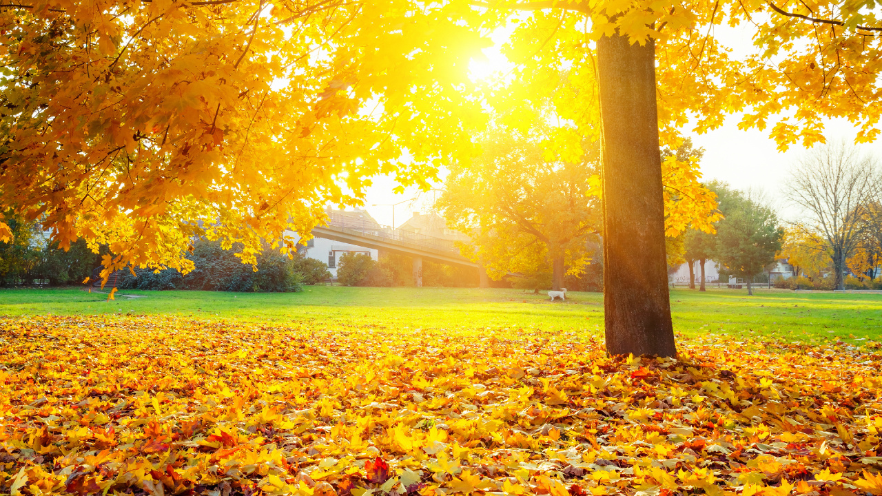 Brown Leaves on Green Grass Field During Daytime. Wallpaper in 1280x720 Resolution