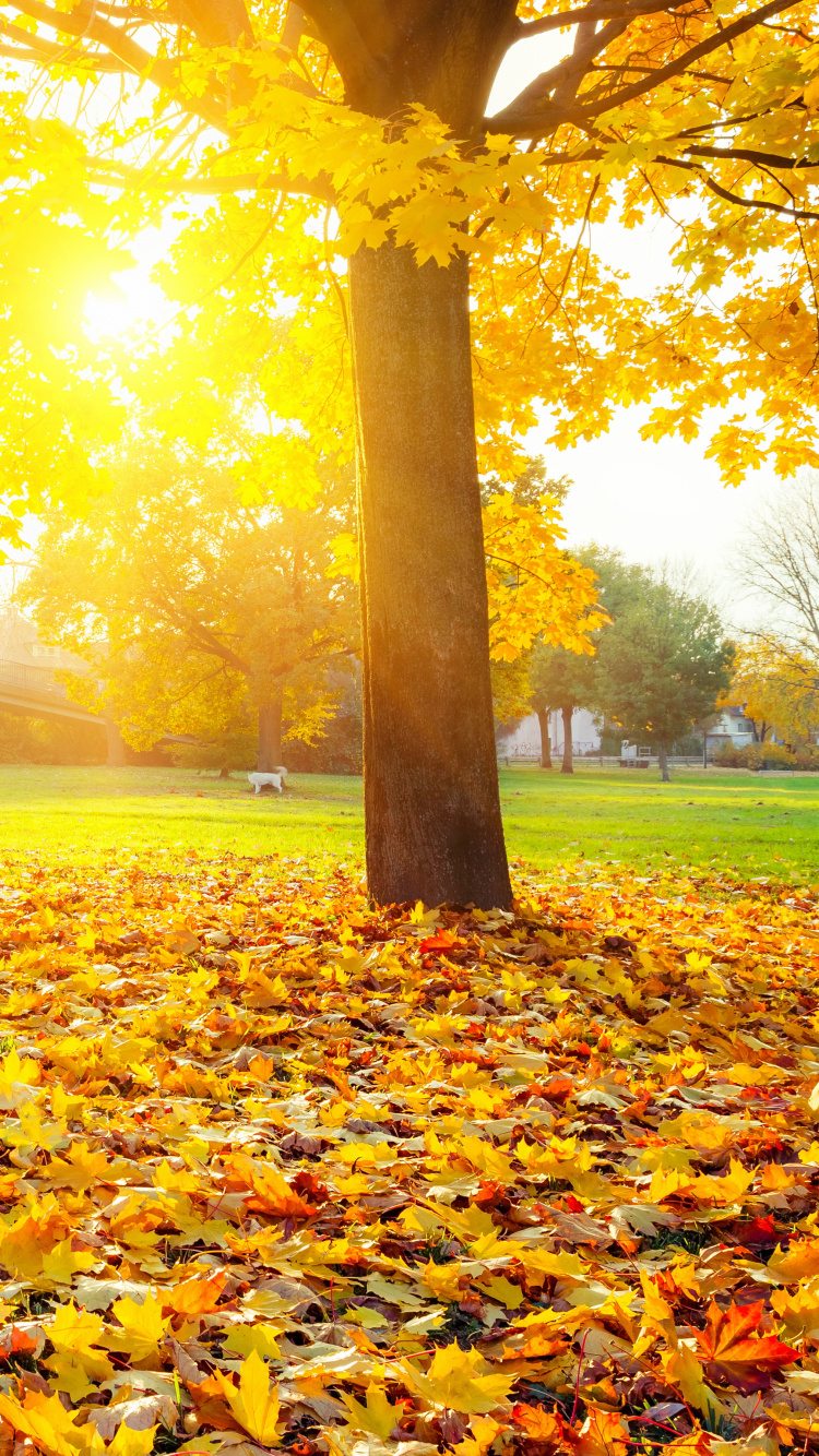 Brown Leaves on Green Grass Field During Daytime. Wallpaper in 750x1334 Resolution
