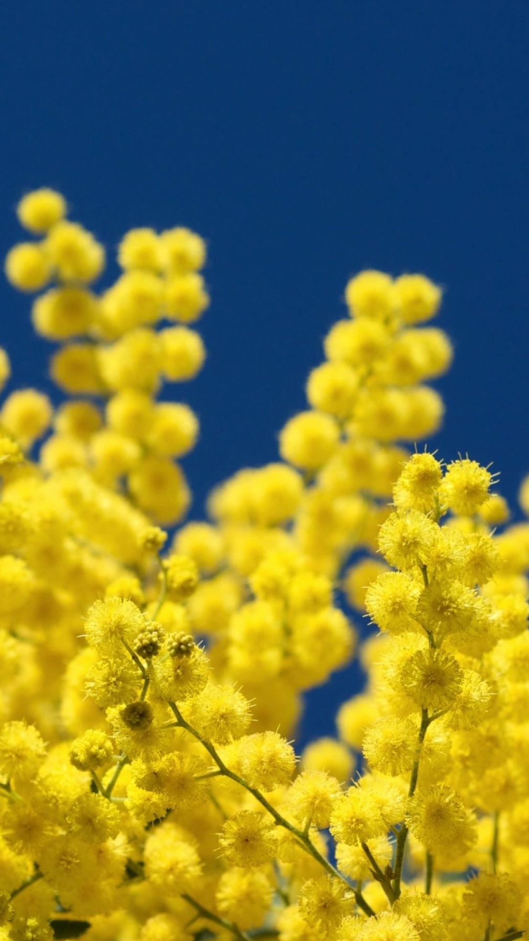 Yellow Flowers Under Blue Sky During Daytime. Wallpaper in 1080x1920 Resolution