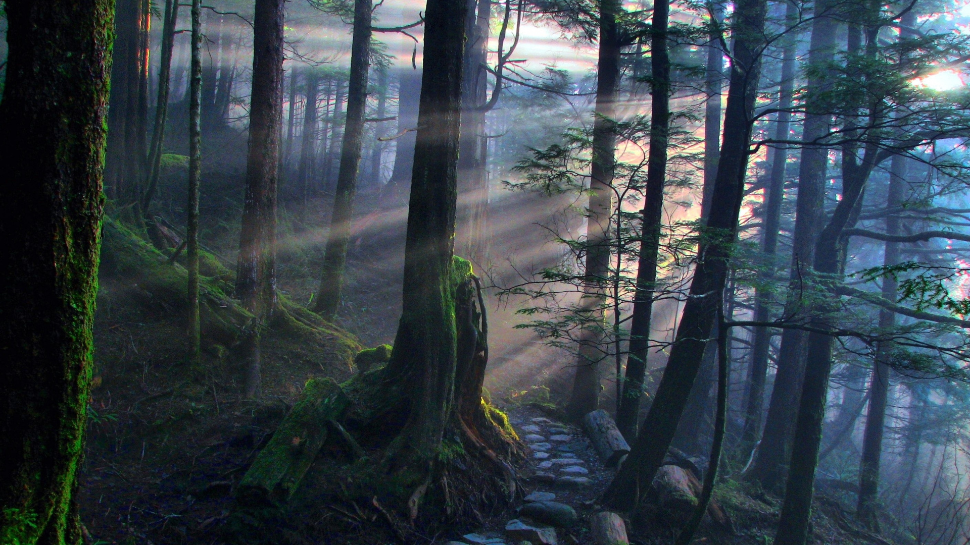 Green Trees and Brown Tree Trunk. Wallpaper in 1920x1080 Resolution