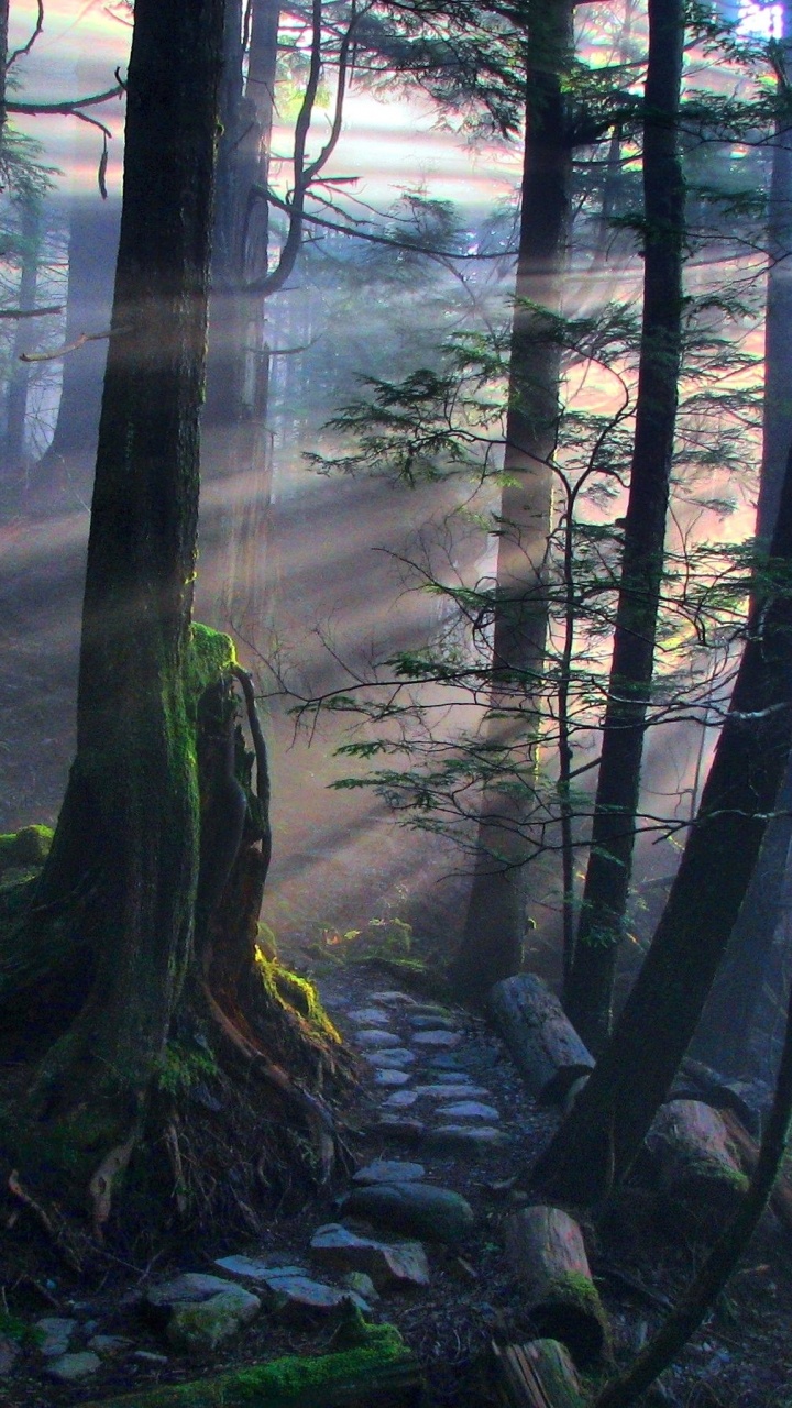 Green Trees and Brown Tree Trunk. Wallpaper in 720x1280 Resolution