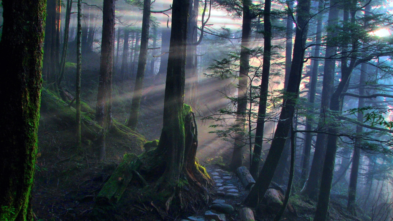 Grüne Bäume Und Brauner Baumstamm. Wallpaper in 1280x720 Resolution