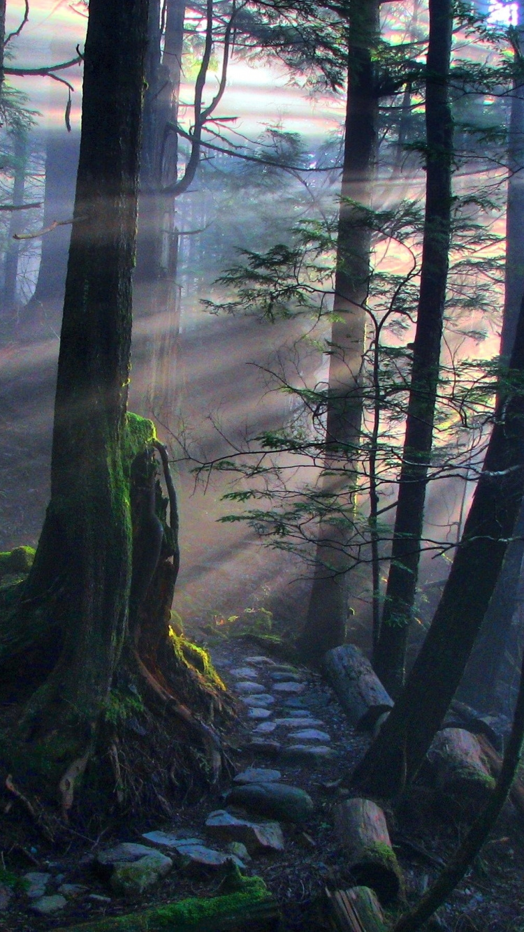 森林, 性质, 林地, 自然保护区, 古老的森林 壁纸 750x1334 允许