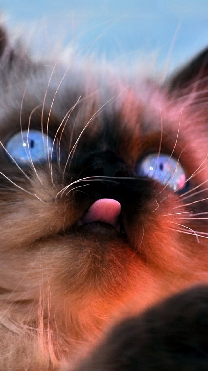 White and Black Long Fur Cat. Wallpaper in 720x1280 Resolution